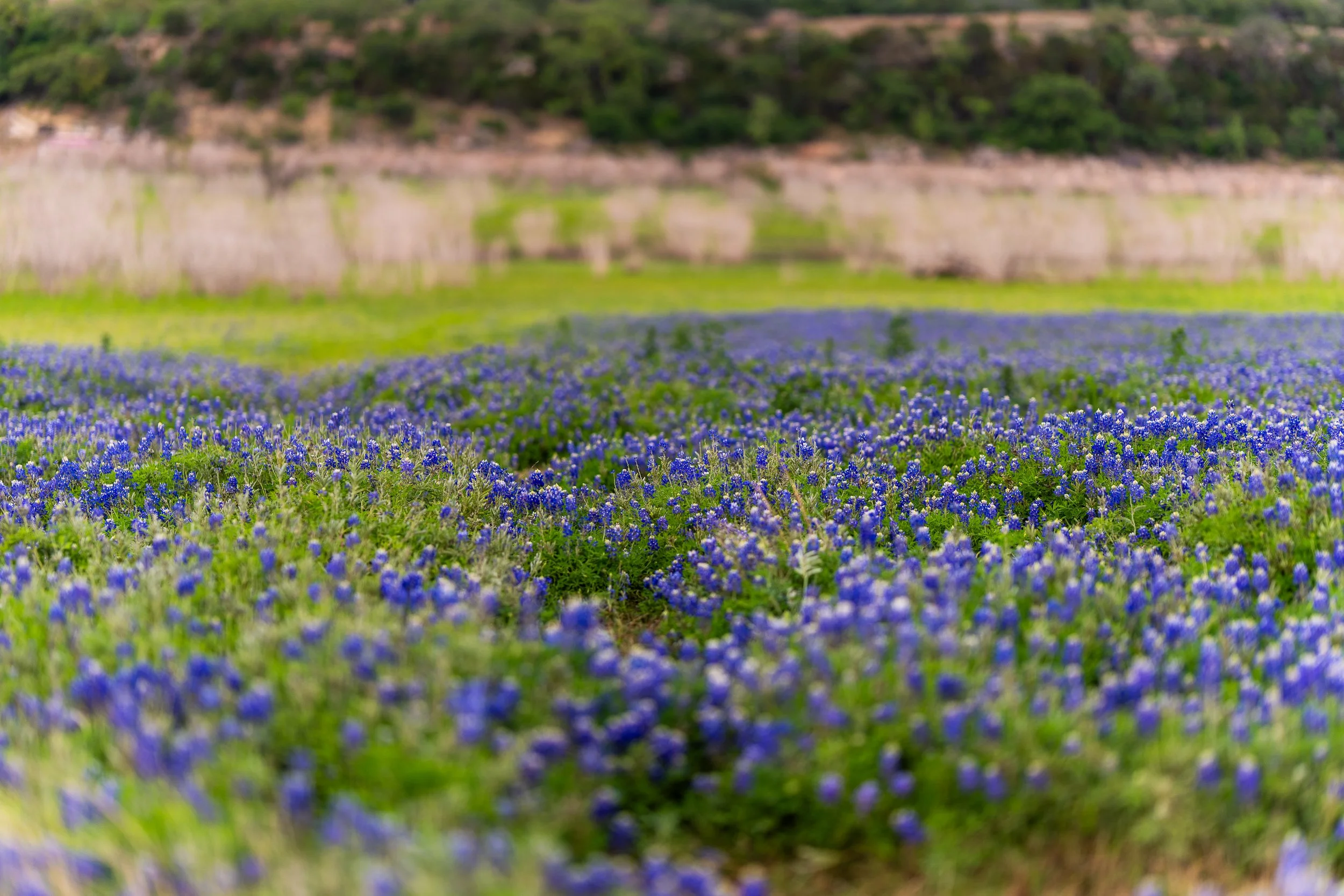 _DSC8034.jpg