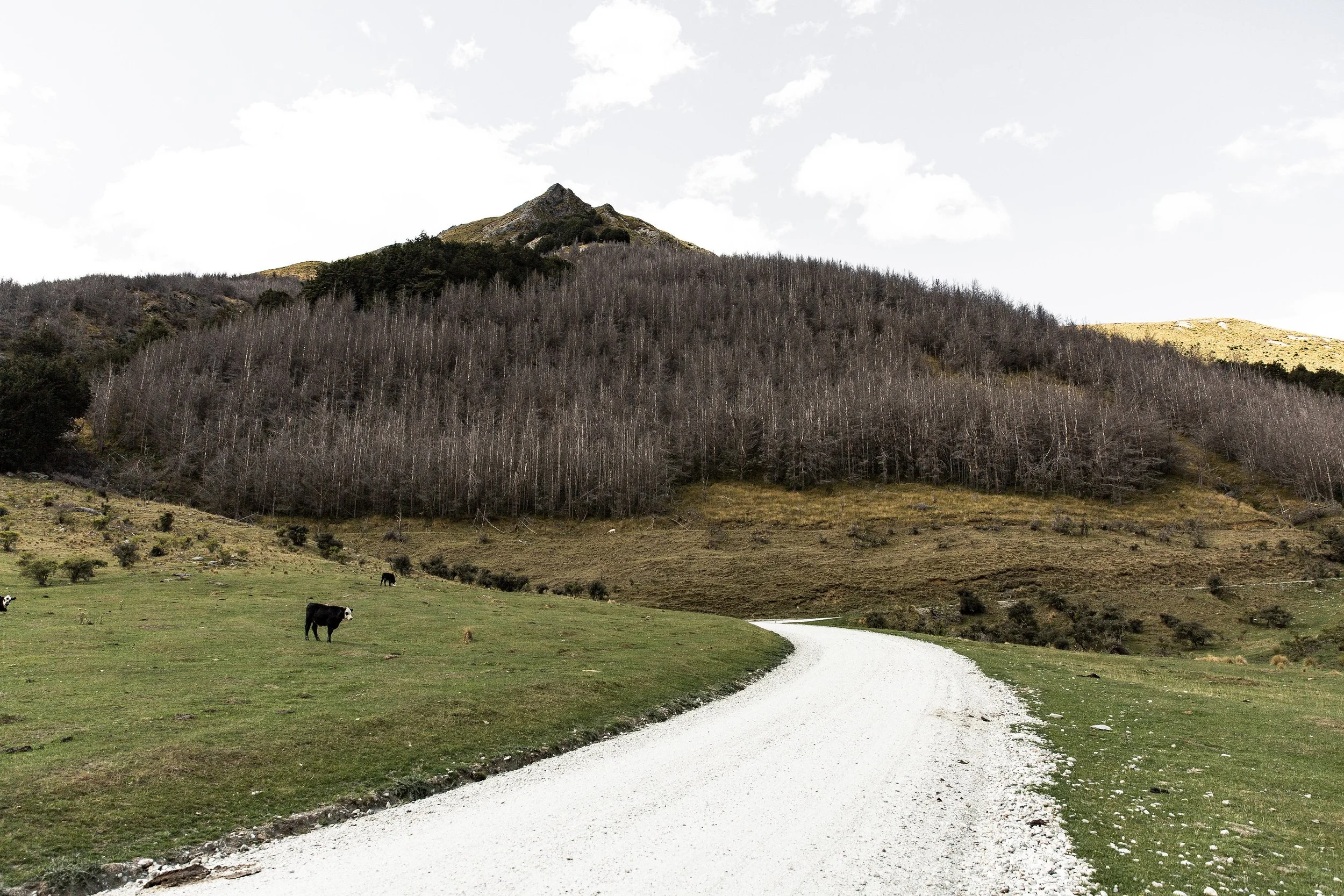 A dirt road winding through a grassy field with cows grazing, leading to a mountain with leafless trees and a partly cloudy sky.