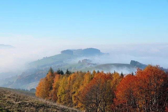 autumn-autumn-mood-colorful-leaves-7a29ad.jpg