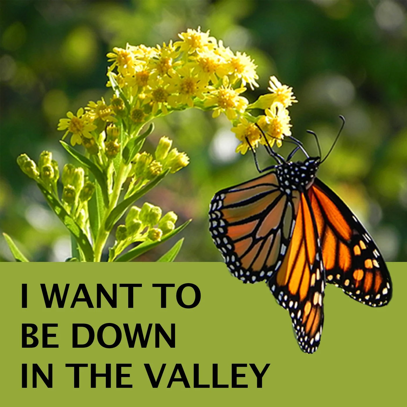 New Single: I Want to be Down in the Valley