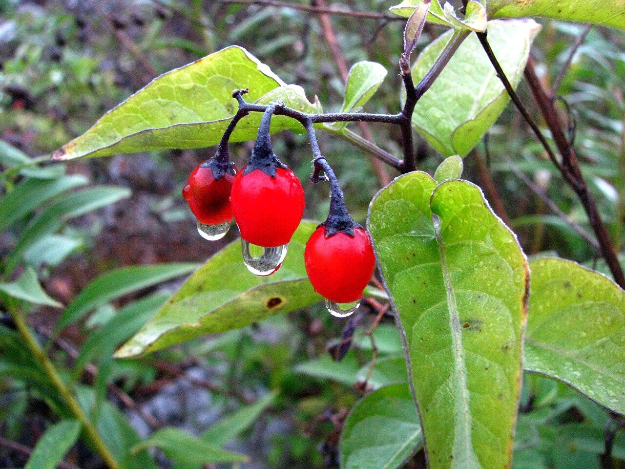 The Woody Nightshade: A British Folk Song about a woman using an herb to poison her lover