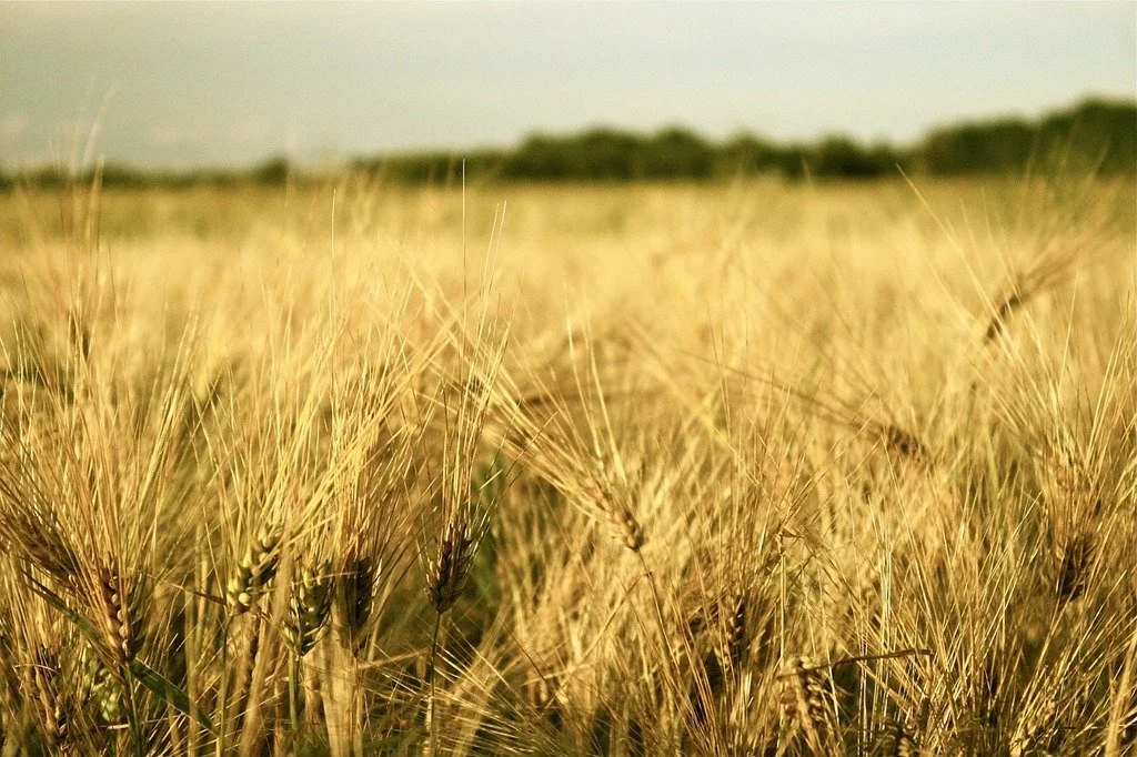 Sliding Scale Option 2: Lughnasadh