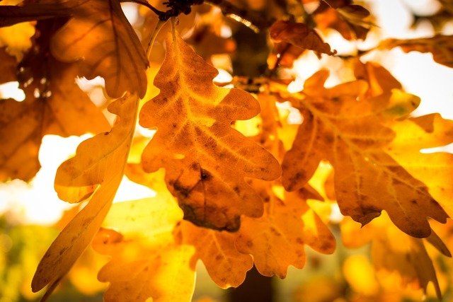 autumn-autumn-beginning-leaf-nature-landscapes-de45e9.jpg