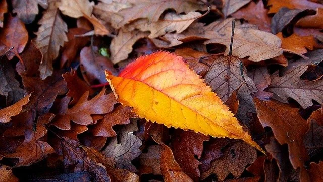 autumn-autumn-leaf-season-nature-landscapes-a61d4d.jpg