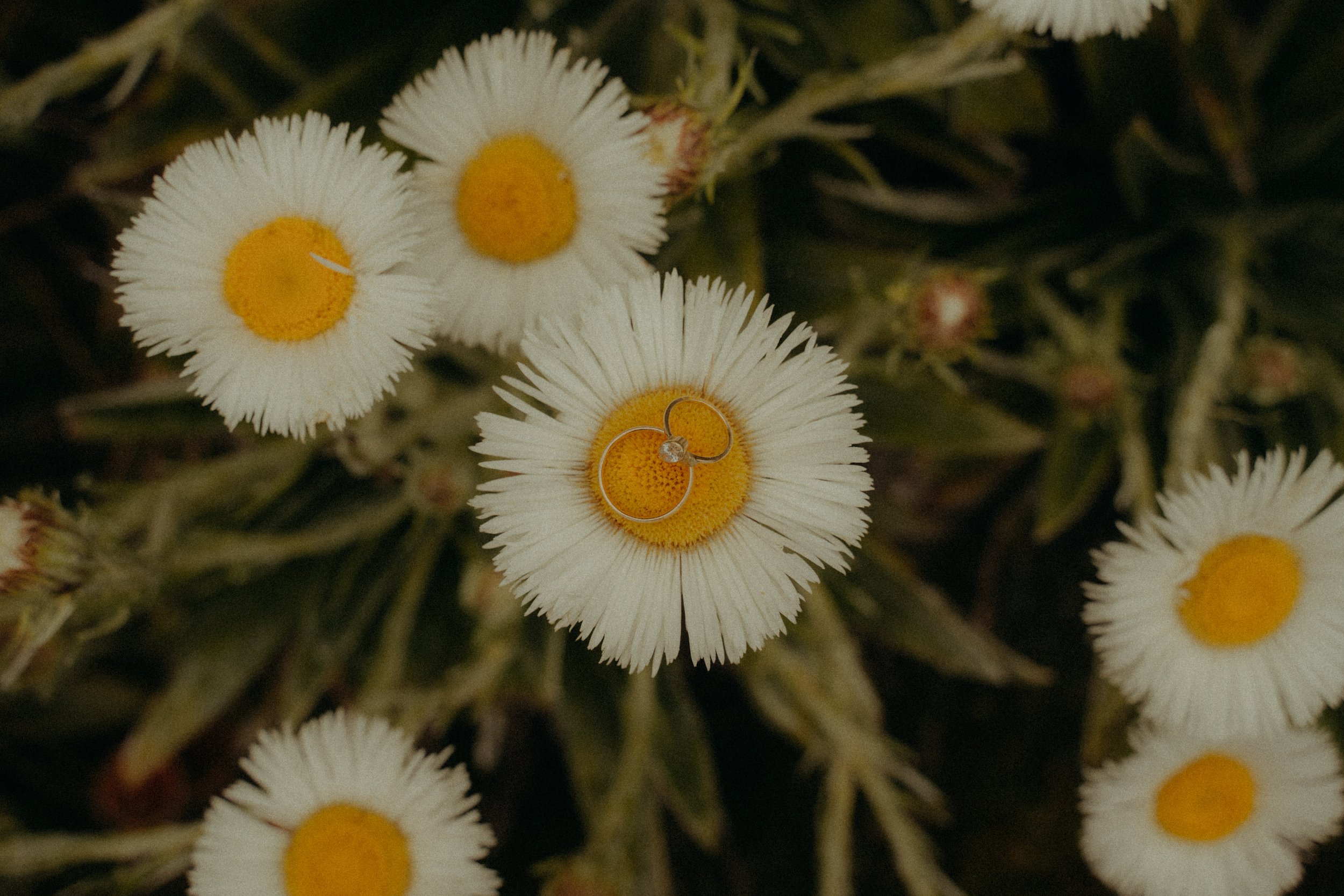 Joshua Yates Photography - Routeburn Elopement-514.jpg