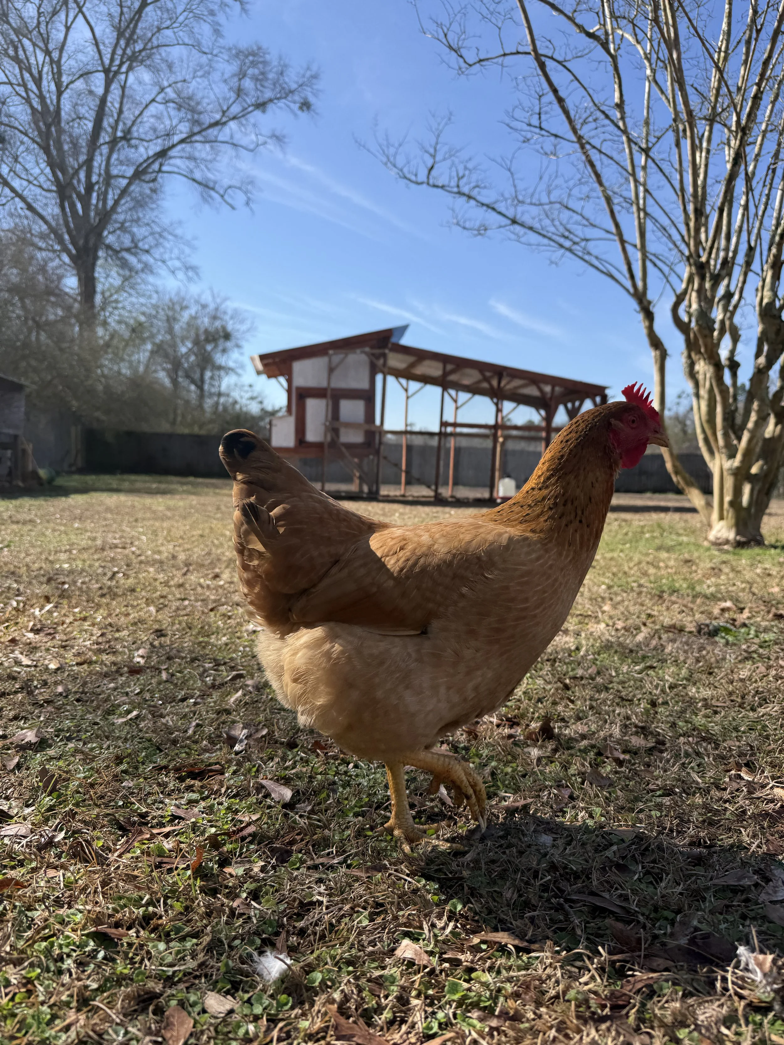 A chicken standing on grass in a backyard with a small open chicken coop and leafless trees under a blue sky.