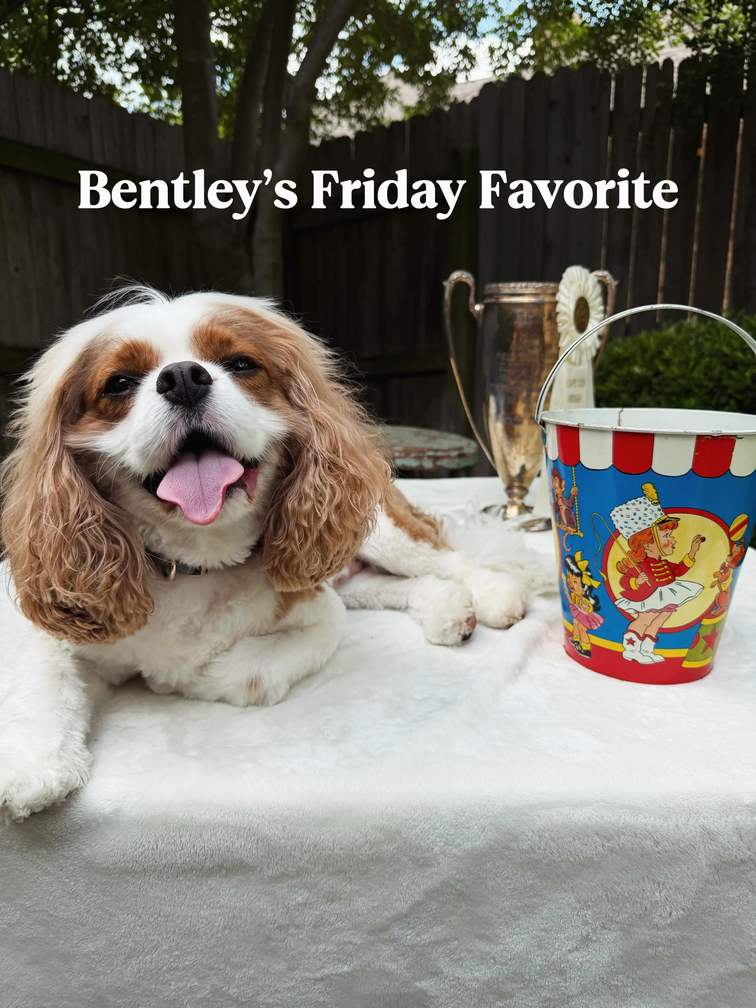 It&rsquo;s Friday and Bentley is ready for the beach! Find fun vintage finds to decorate your home on our Etsy at the link in our bio!