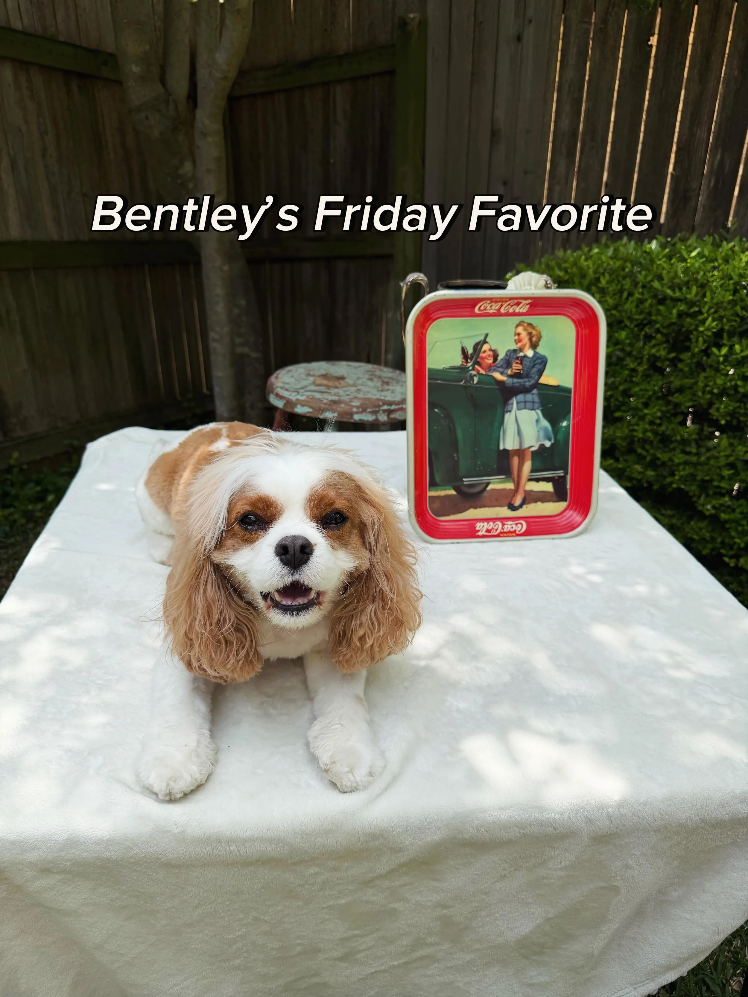 It&rsquo;s Friday! Bentley&rsquo;s Friday Favorite is this fun vintage Coca-Cola tray! Perfect for summer and a great unique serving tray or wall decor item. Check out our Etsy for more vintage finds! Link in bio.
