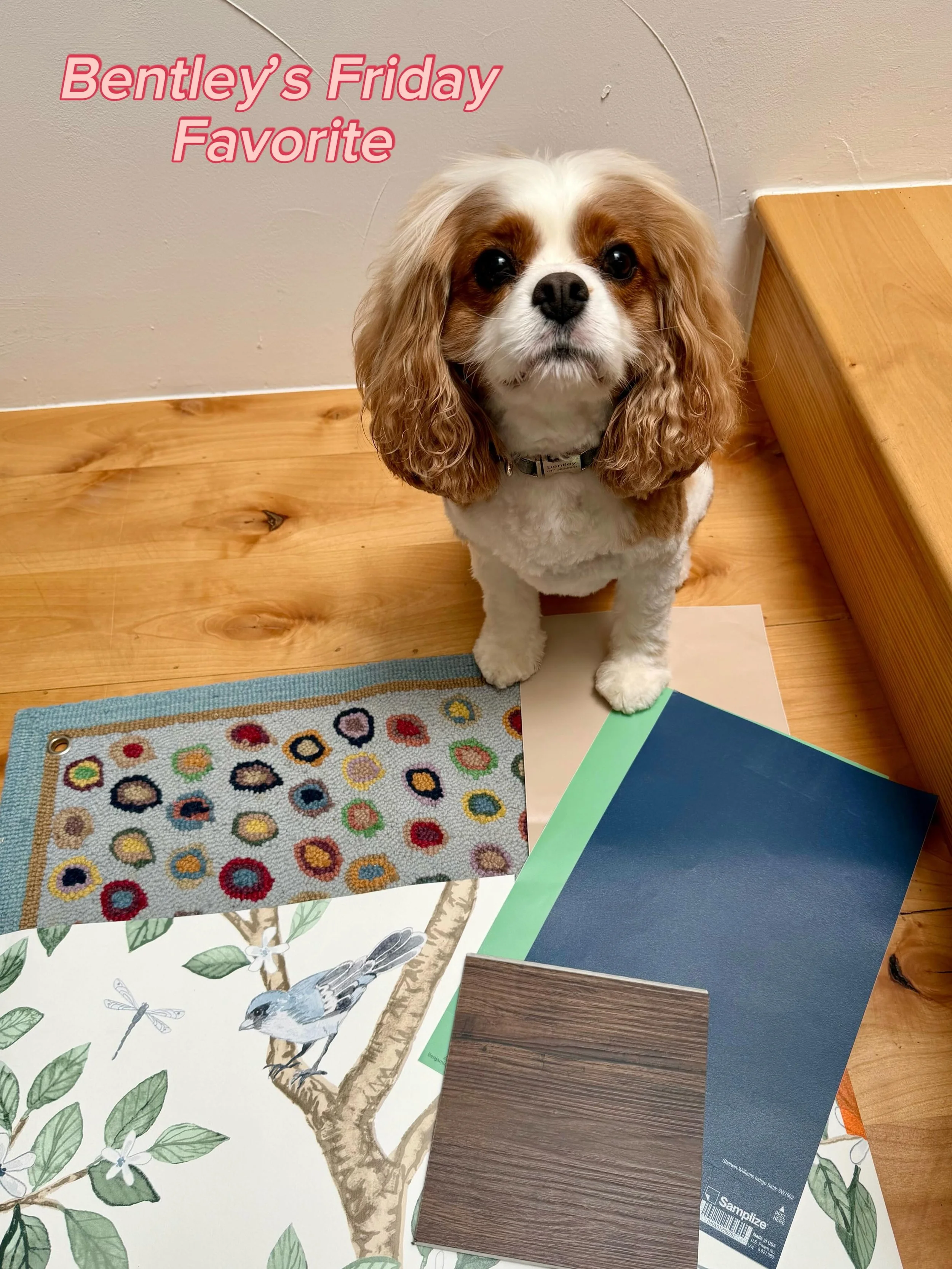 Happy Friday! Bentley&rsquo;s Friday Favorite is this fun mood board! An @annieselke rug, unique sparrow wallpaper, fun paint swatches, and a beautiful wood floor color. 

Visit our website link in our bio for more info on how to get in contact with 