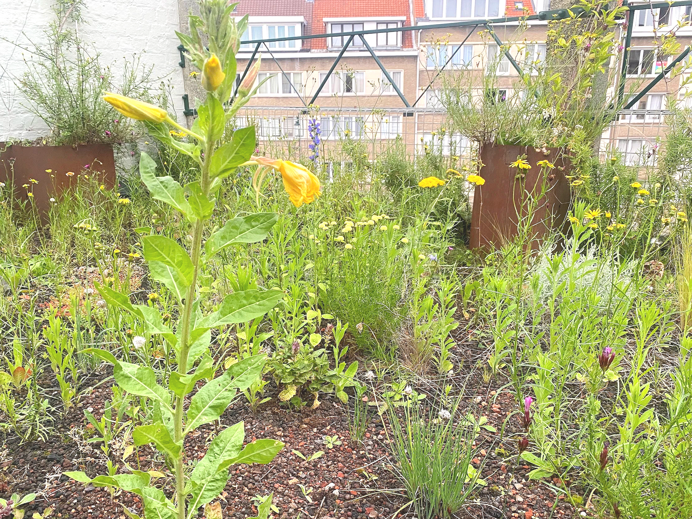 Laken - semi-intensive rooftop garden
