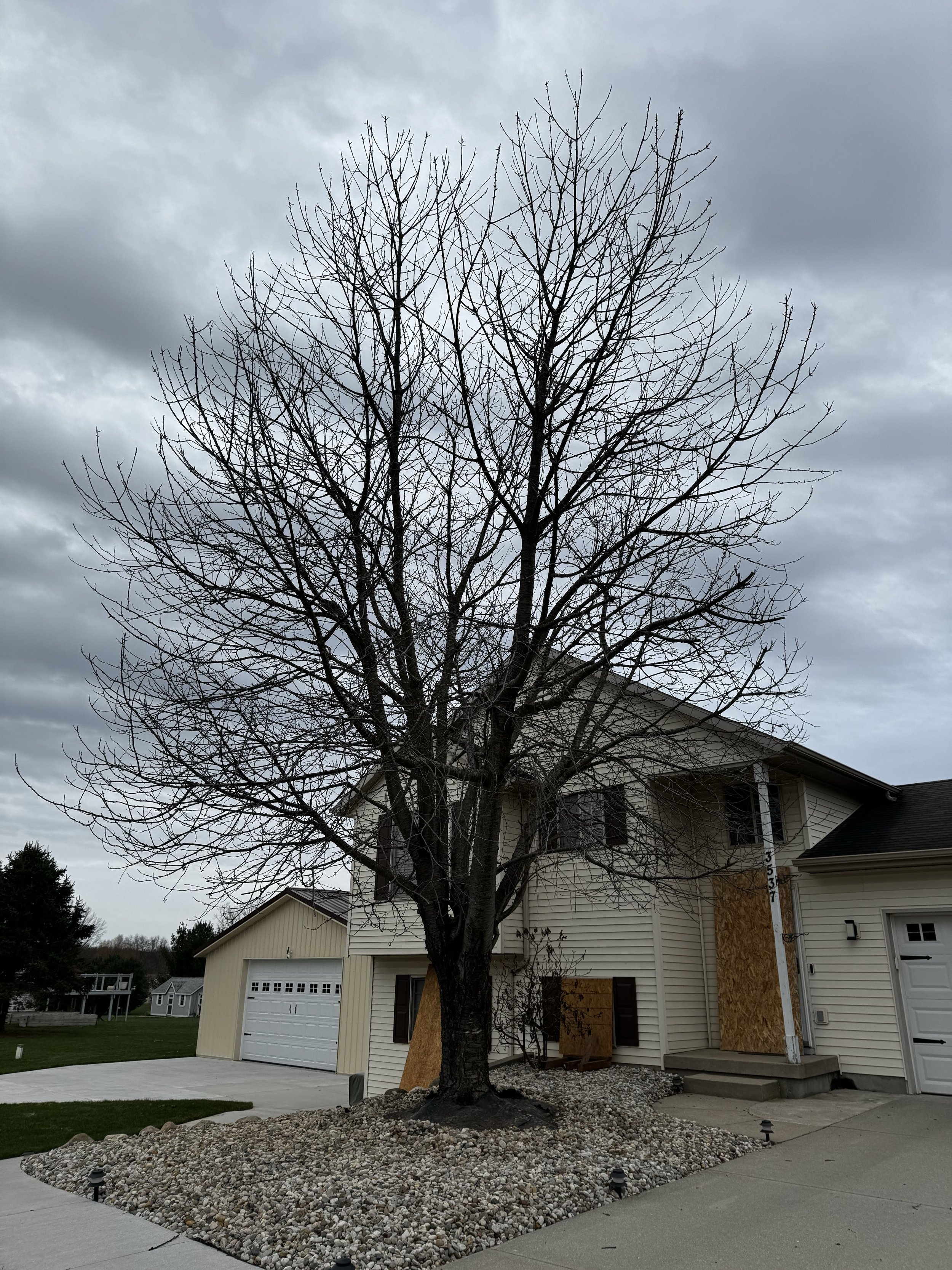 Tree Removal &amp; Stump Grind - Rockford, MI