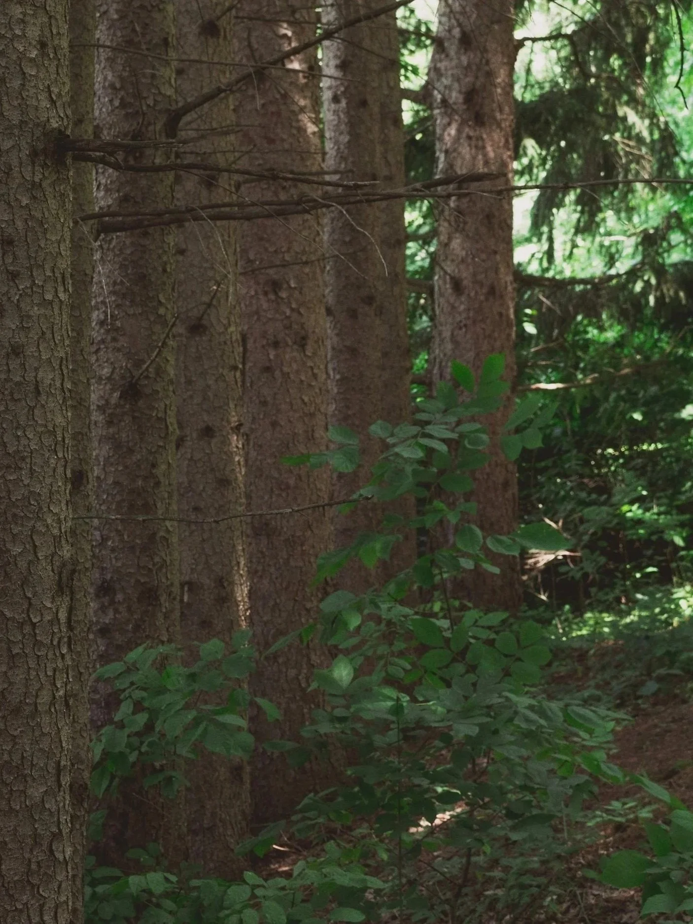 A row of tall trees with brown bark and green foliage in a forest setting.