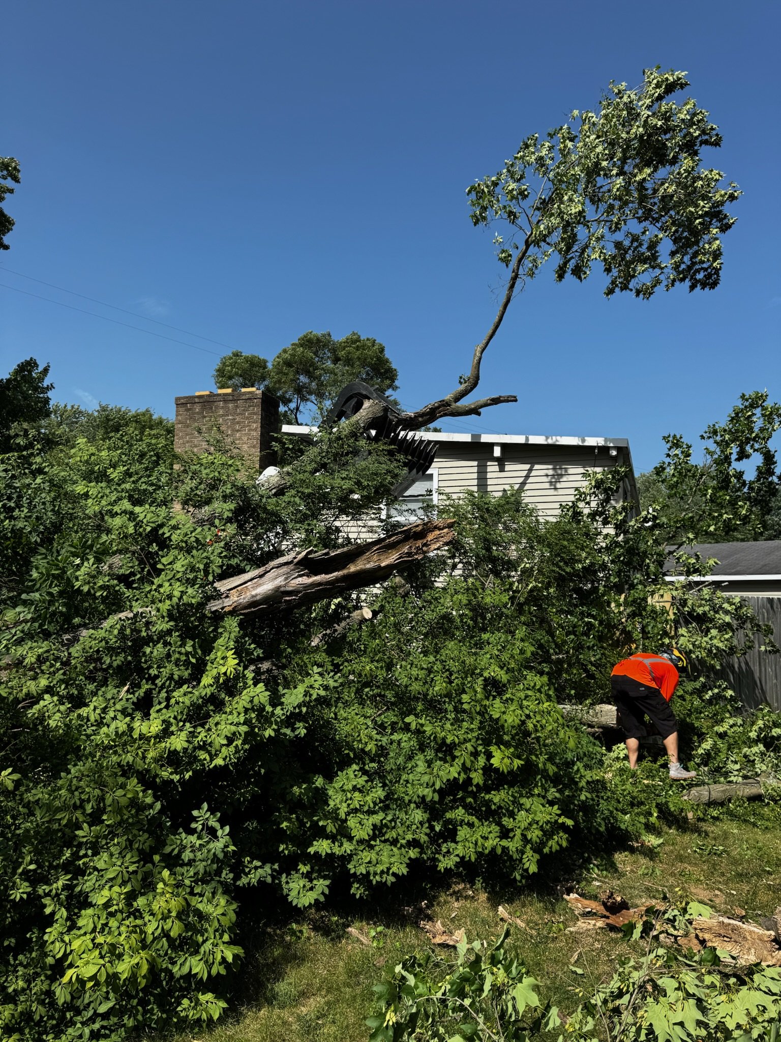 Storm Damage, Tree Clean Up - Northview, MI