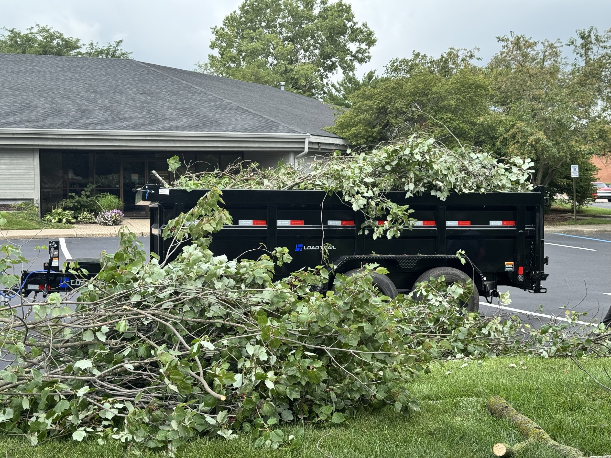 A large bunch of fallen tree branches with green leaves lies on the grass in front of a black dumpster, which is filled with more branches, in a parking lot outside a building.