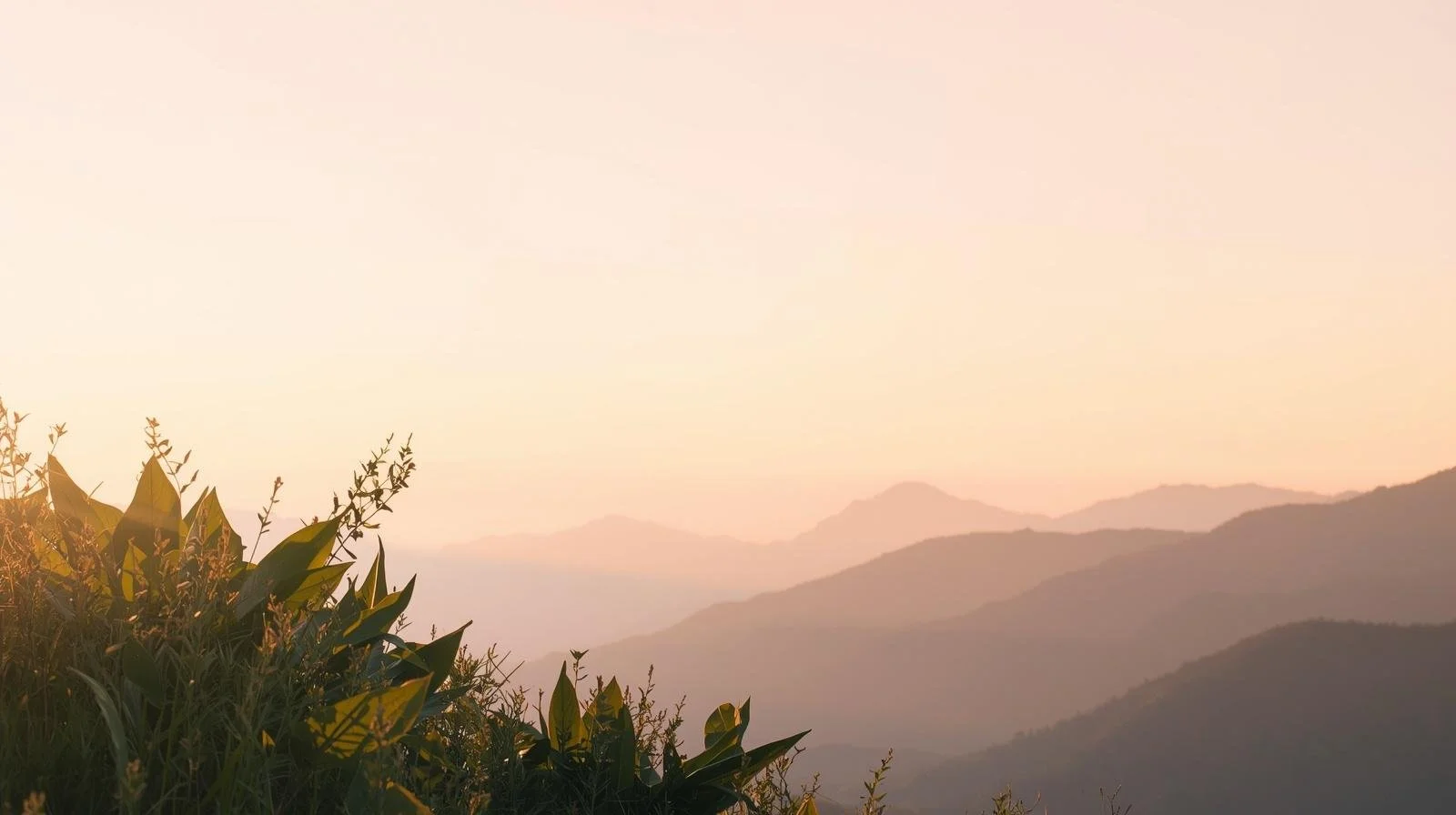 Sunrise over misty mountain range with foreground foliage.