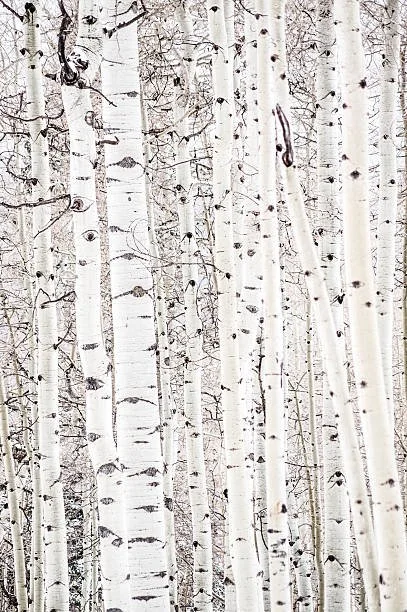 A forest of aspen tree trunks in winter.