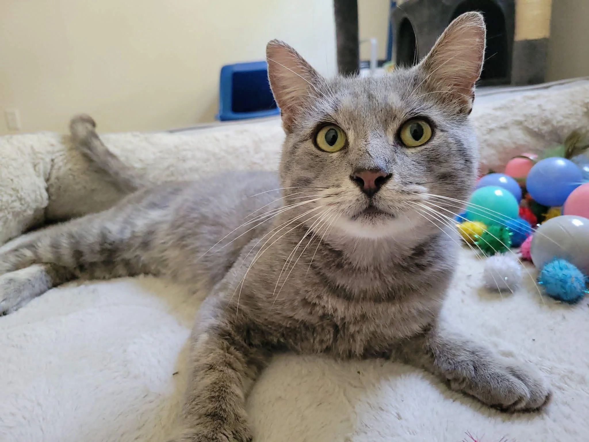 Gray tabby cat lying on a soft surface, looking directly at the camera, with colorful plastic eggs and toys in the background.