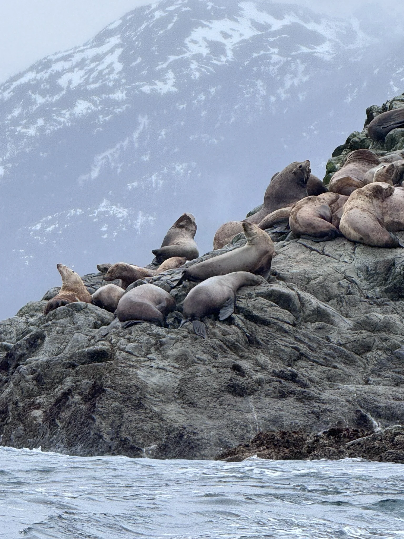 Whale Traffic Jams, Sea Lions, and Polar Plunges