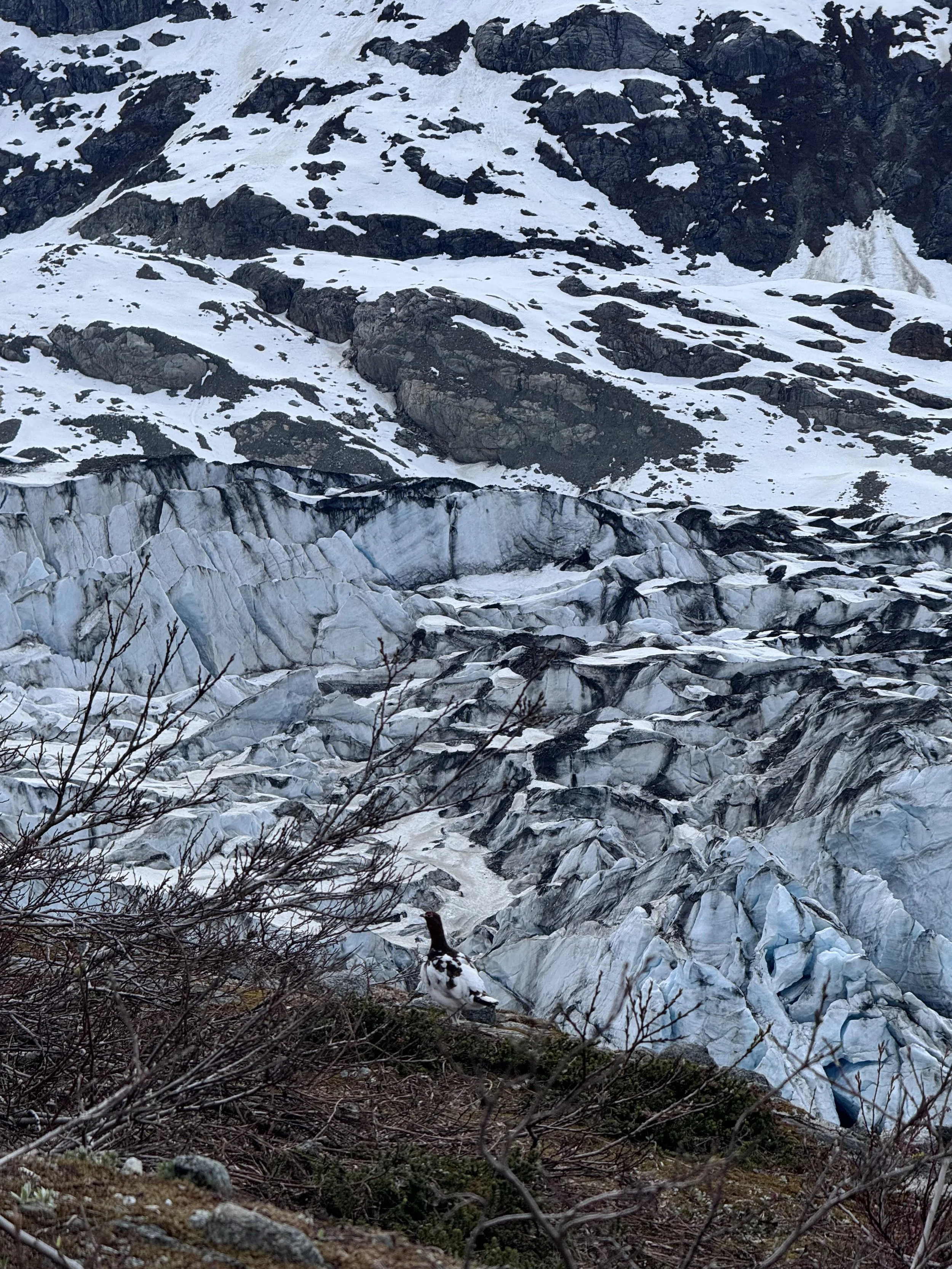 Puffins, Bears and Turn Day Miracles: Another Wild Week in Southeast Alaska