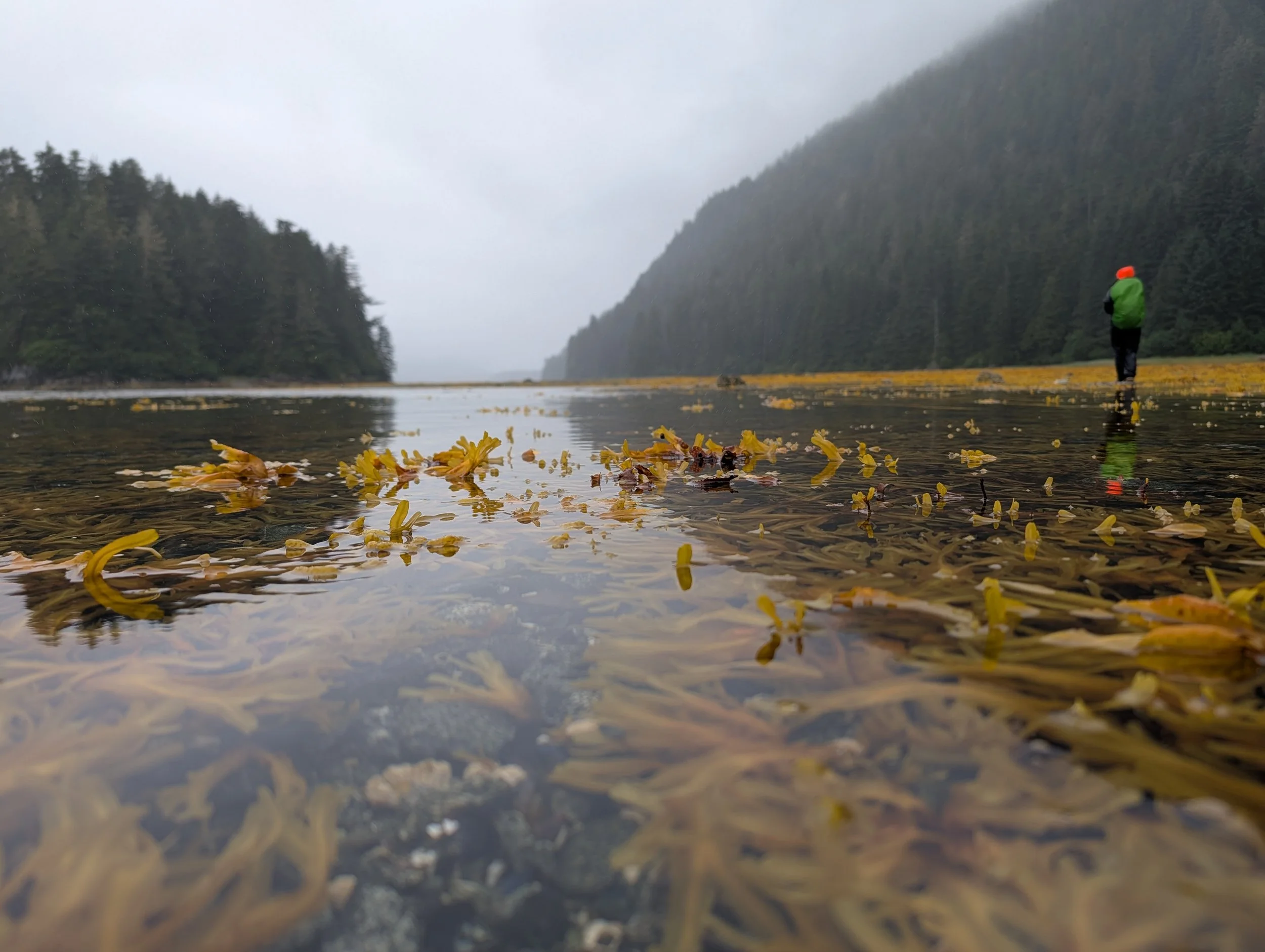 Bears, Bubble Nets &amp; a Little Southeast Alaska Weather