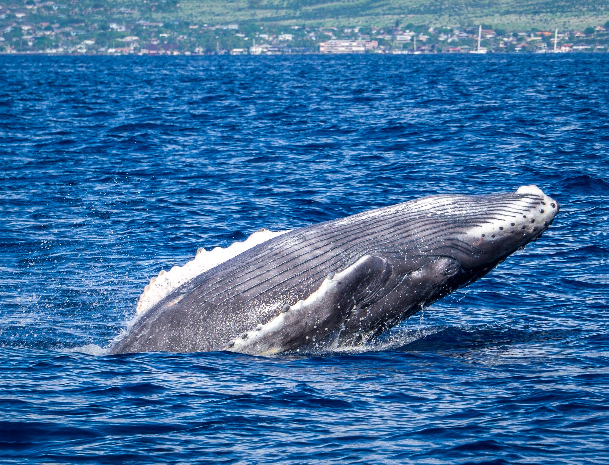 Humpback HI.jpg