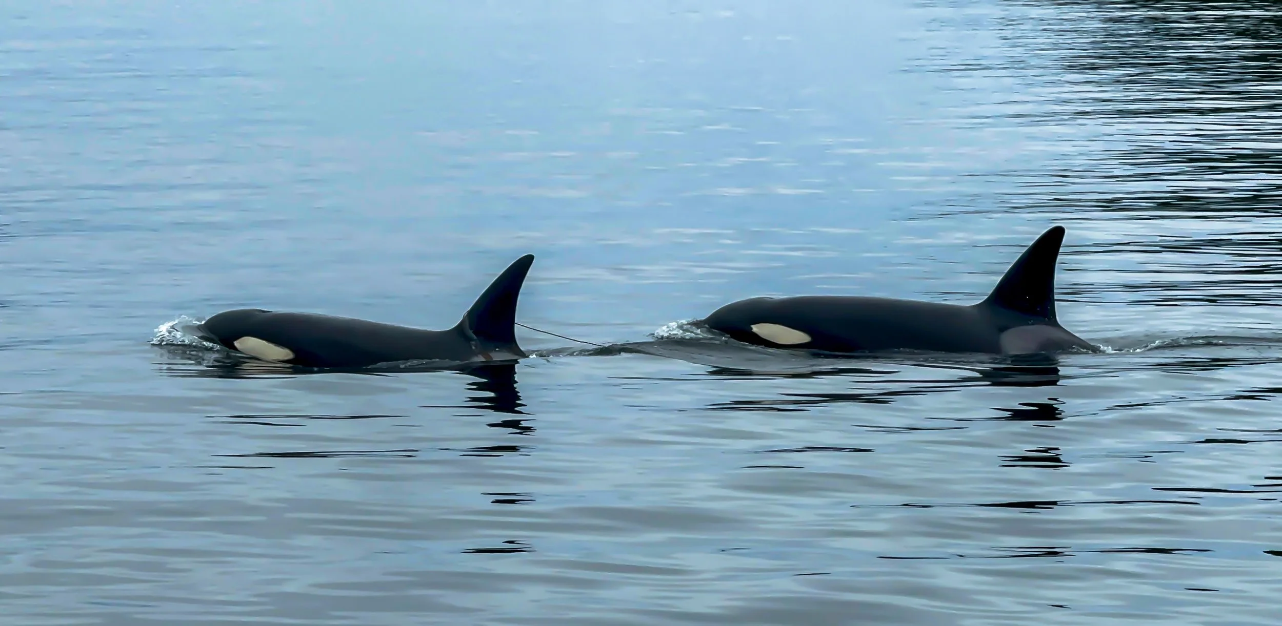 Orca males AK 2024.jpg