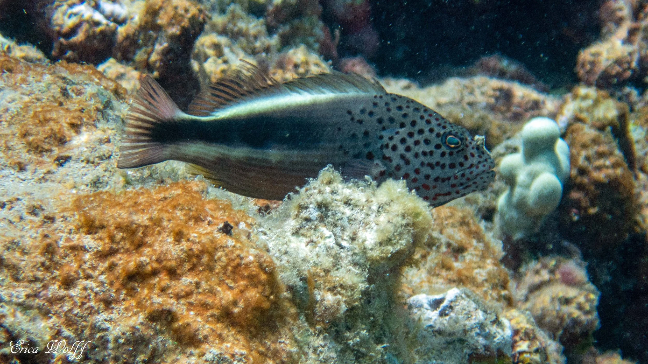 P1010166.jpg