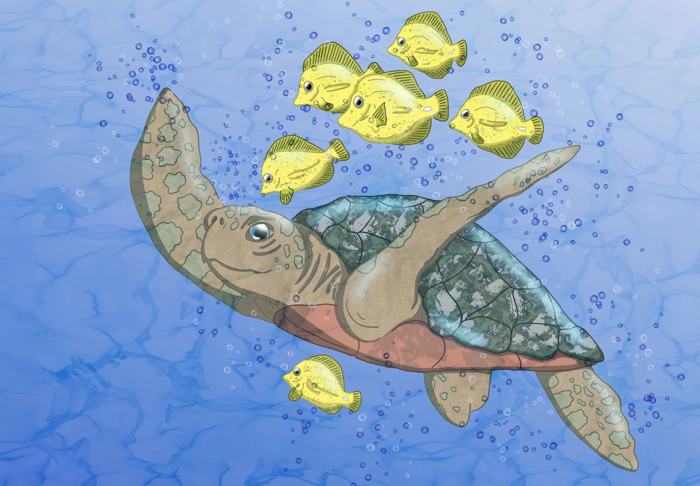 Turtle.jpg