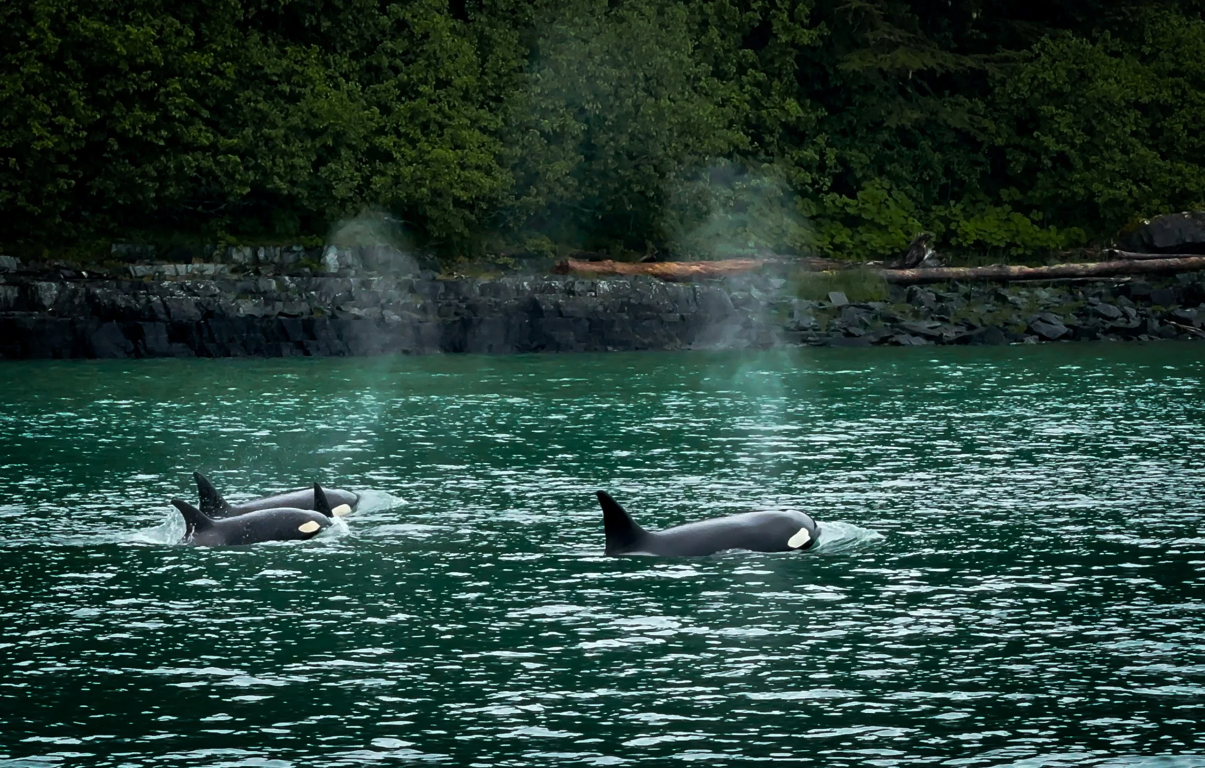 Orca AK 2024.jpg