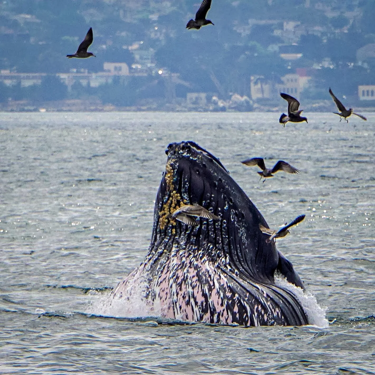 Whales