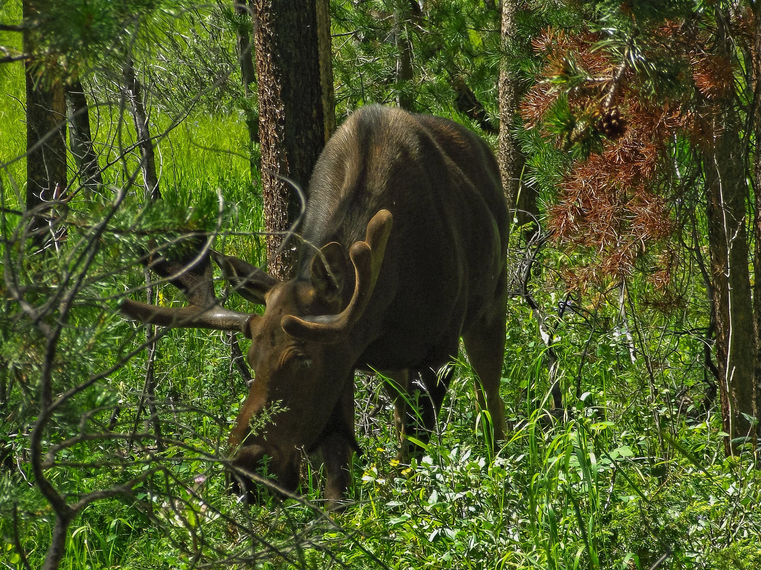 Wildlife