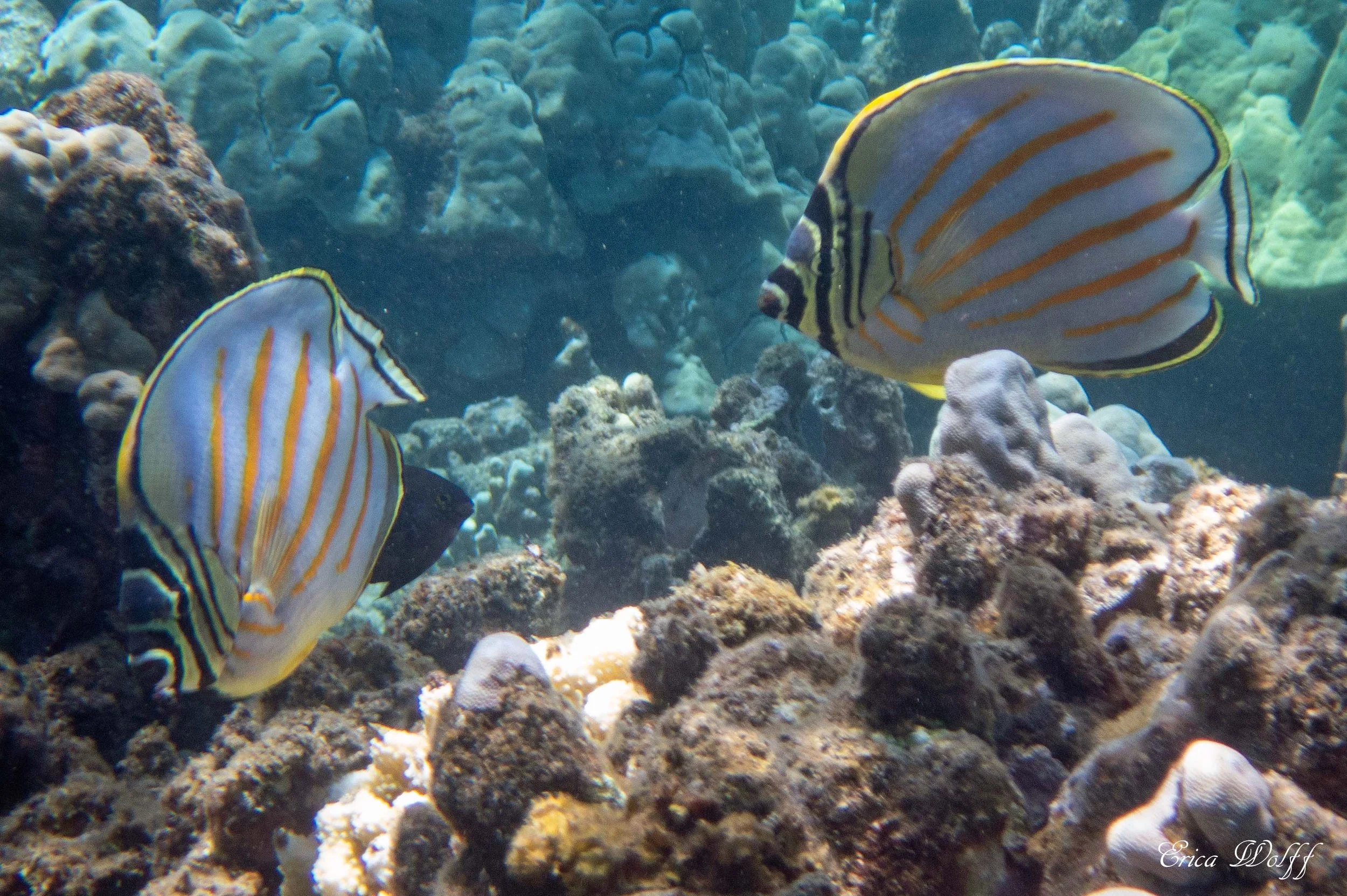 P1010168.jpg