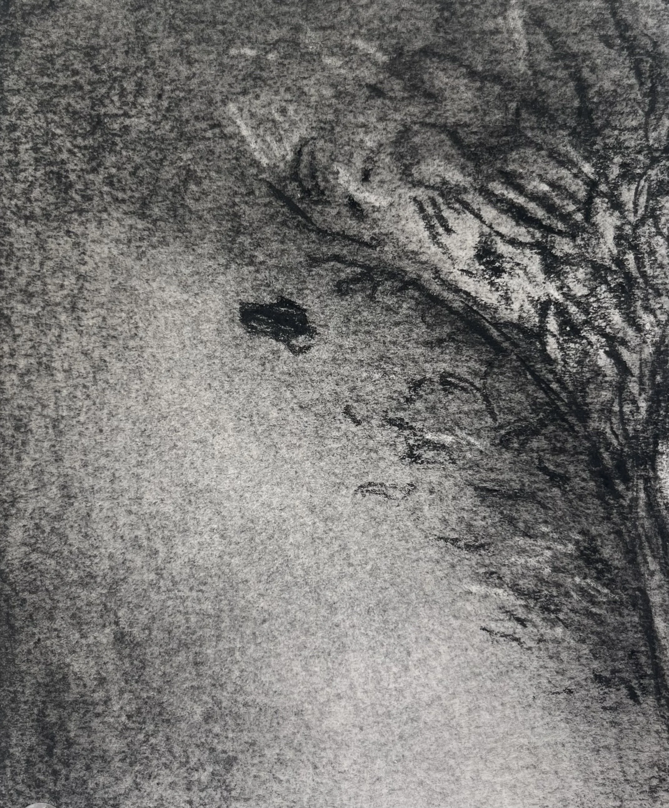 Untitled from Landmarks series, 2025, Charcoal on paper, 4" x 6"