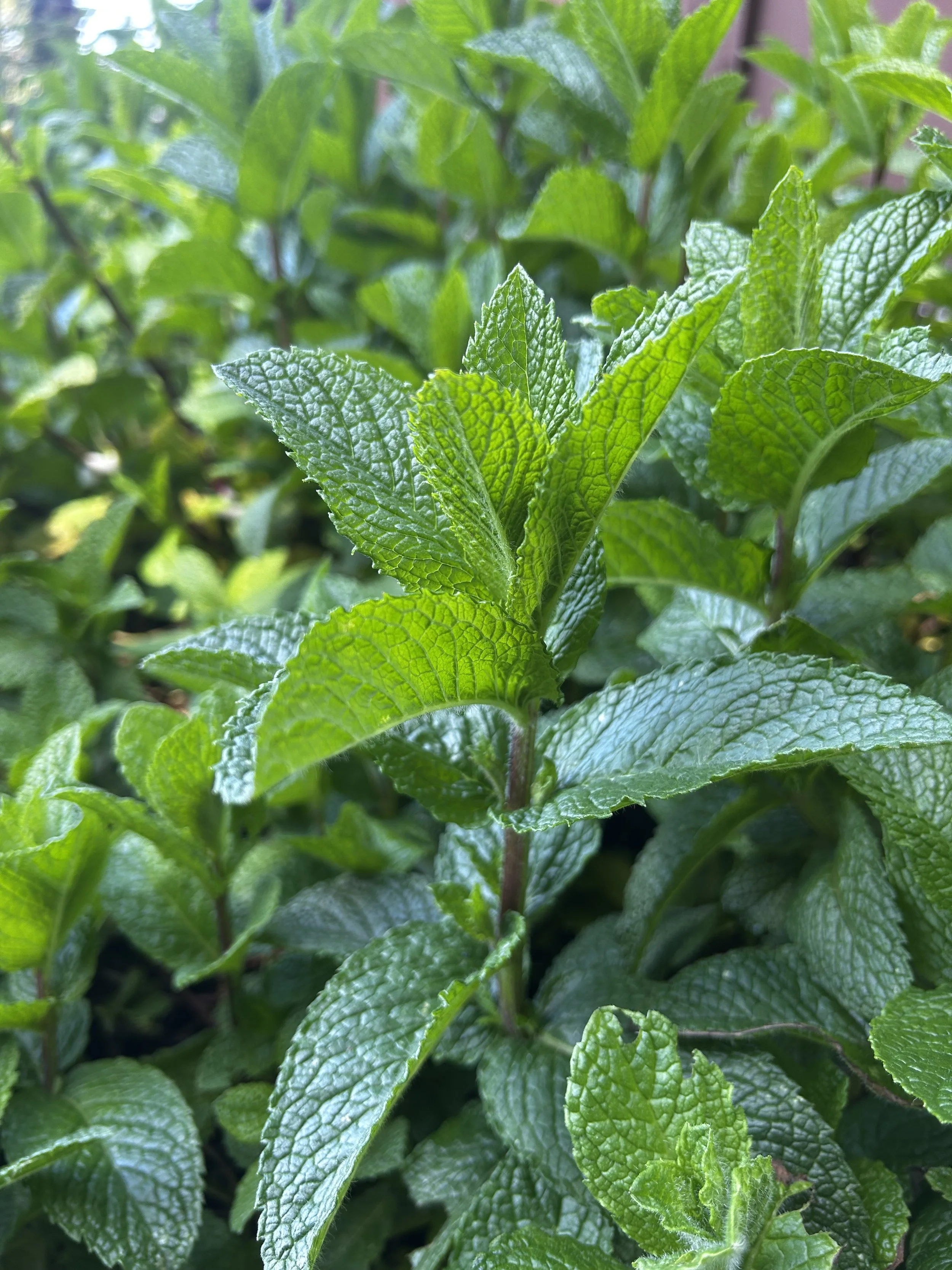 Close-up of green mint leaves with textured surface and serrated edges in natural light.