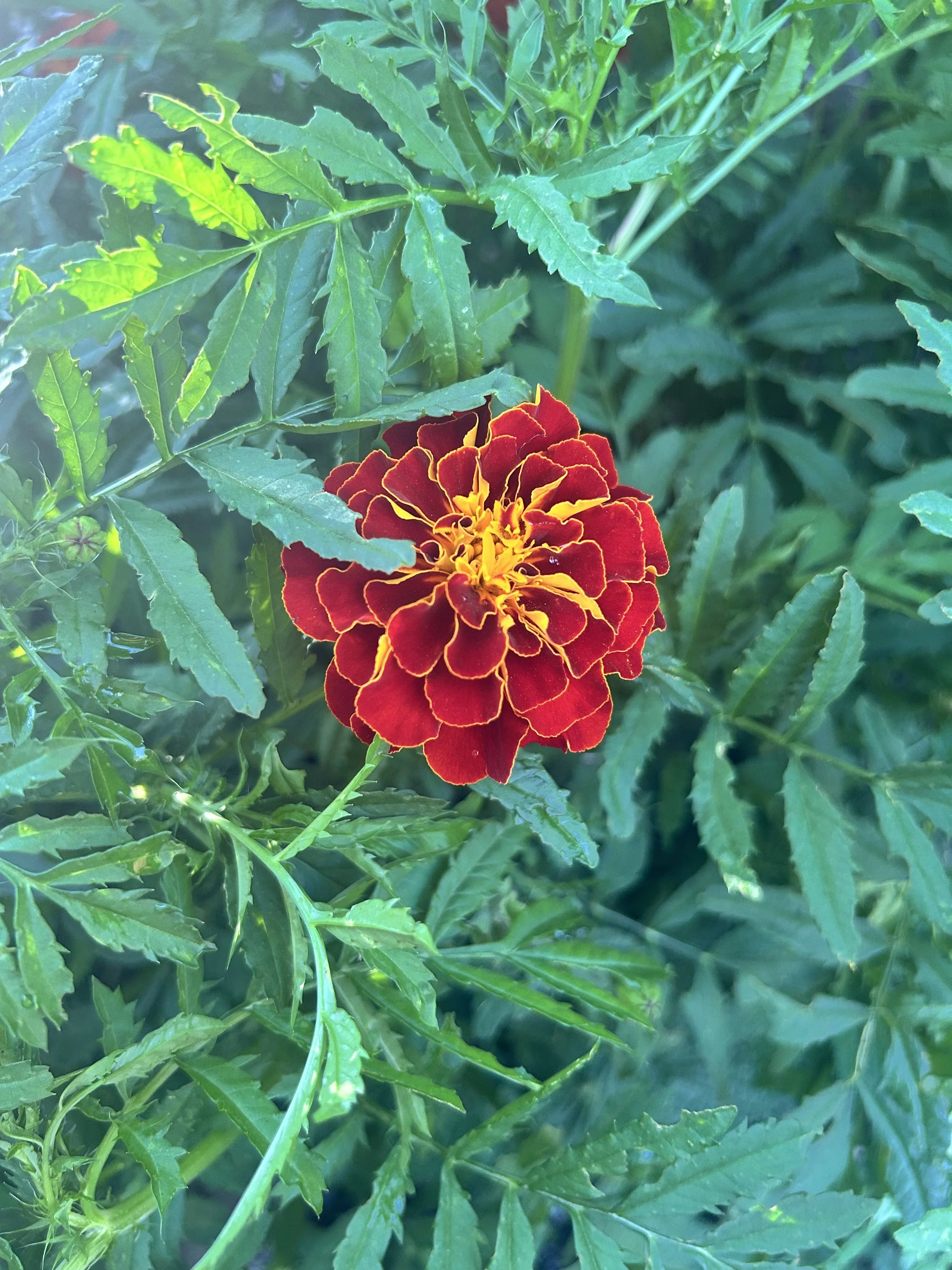 Close-up of a bright red and yellow marigold flower surrounded by green leaves.