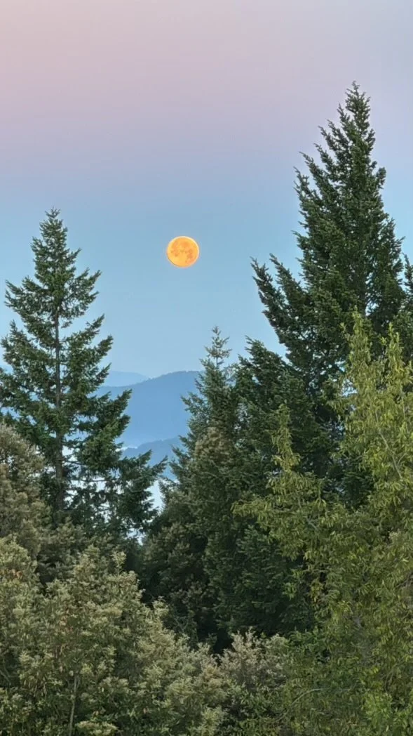 Full moon rising behind tall evergreen trees in a forested area with distant mountains and a sky with pastel colors.