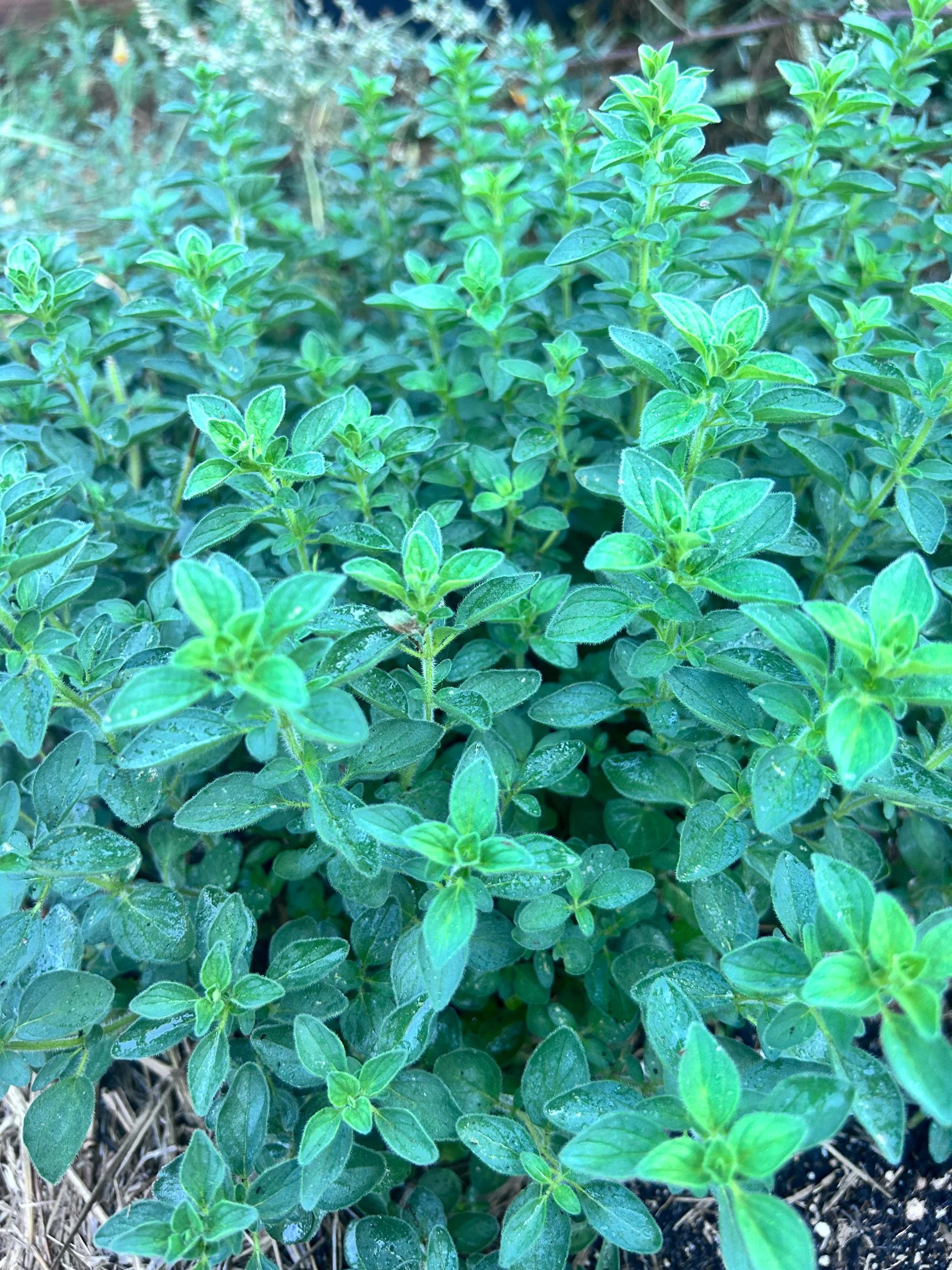 oregano.jpg