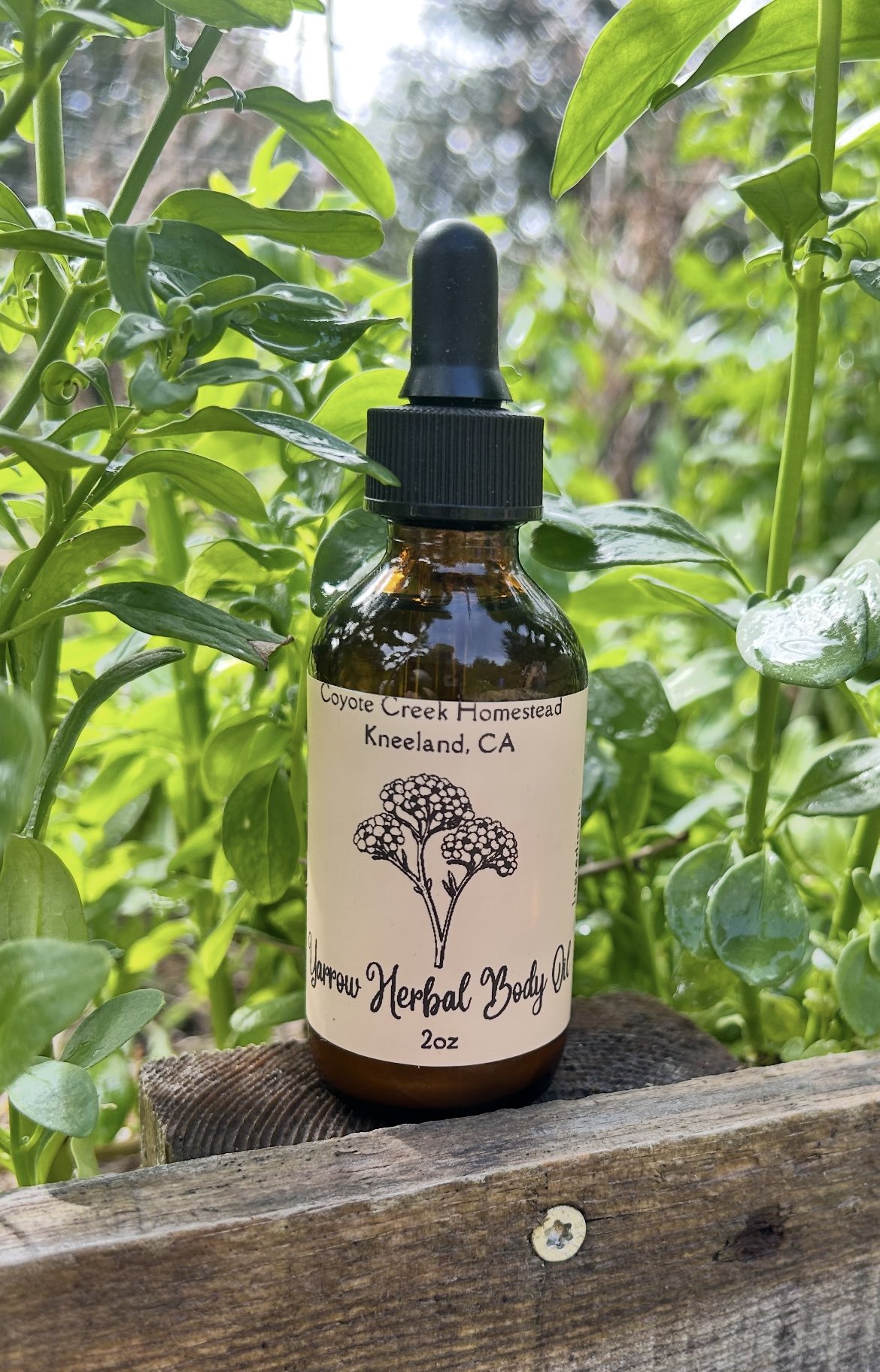 Yarrow Herbal Body Oil