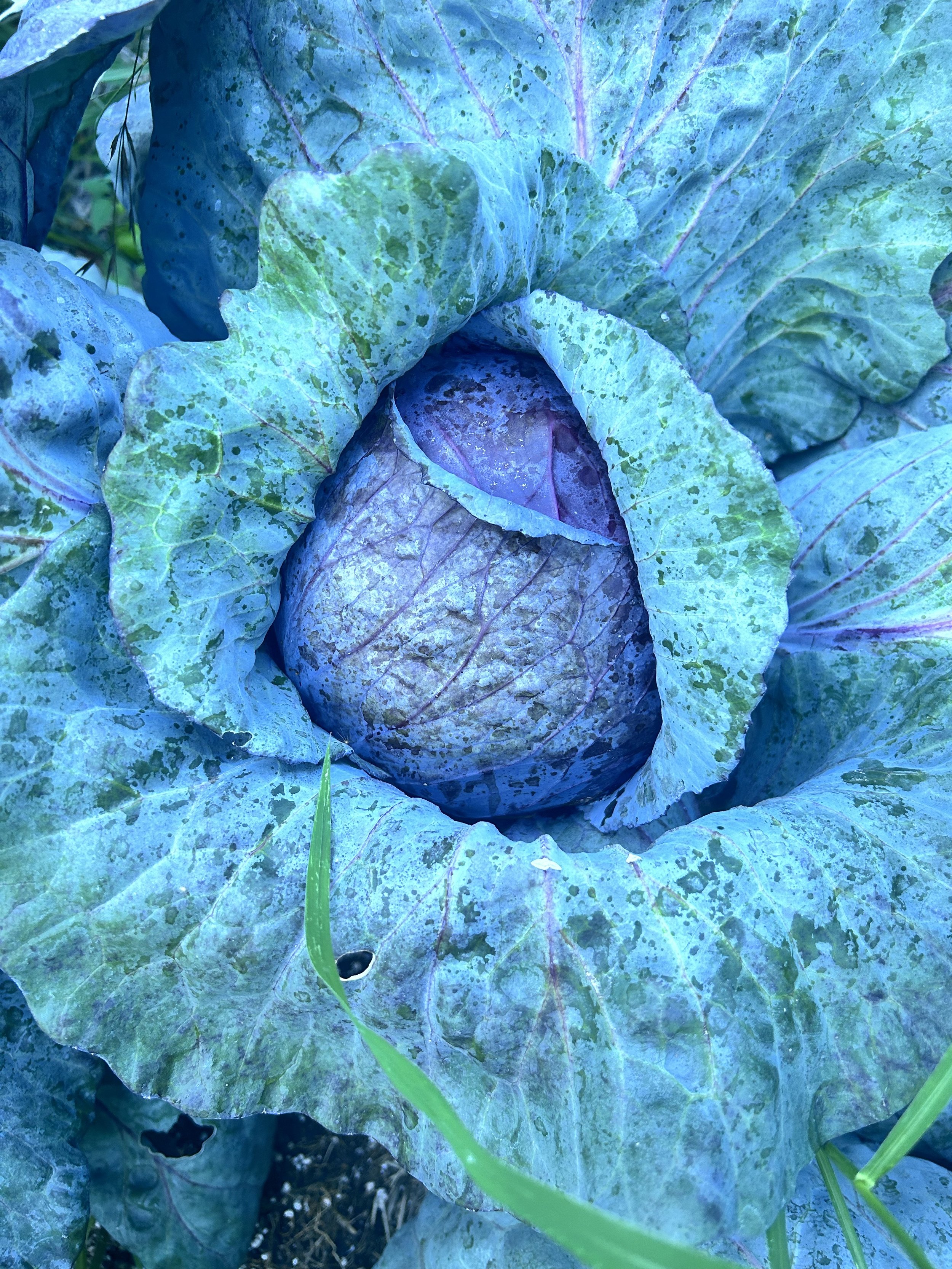 Close-up of green, blue, and purple cabbage leaves in a garden with some grass and soil visible at the bottom.