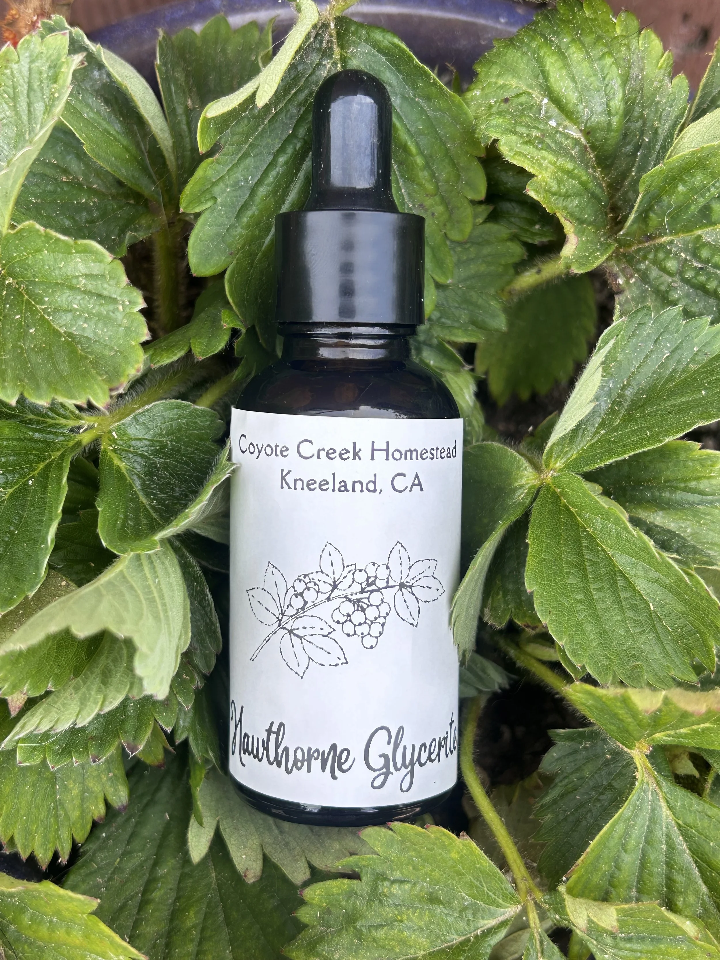Hawthorn Glycerite