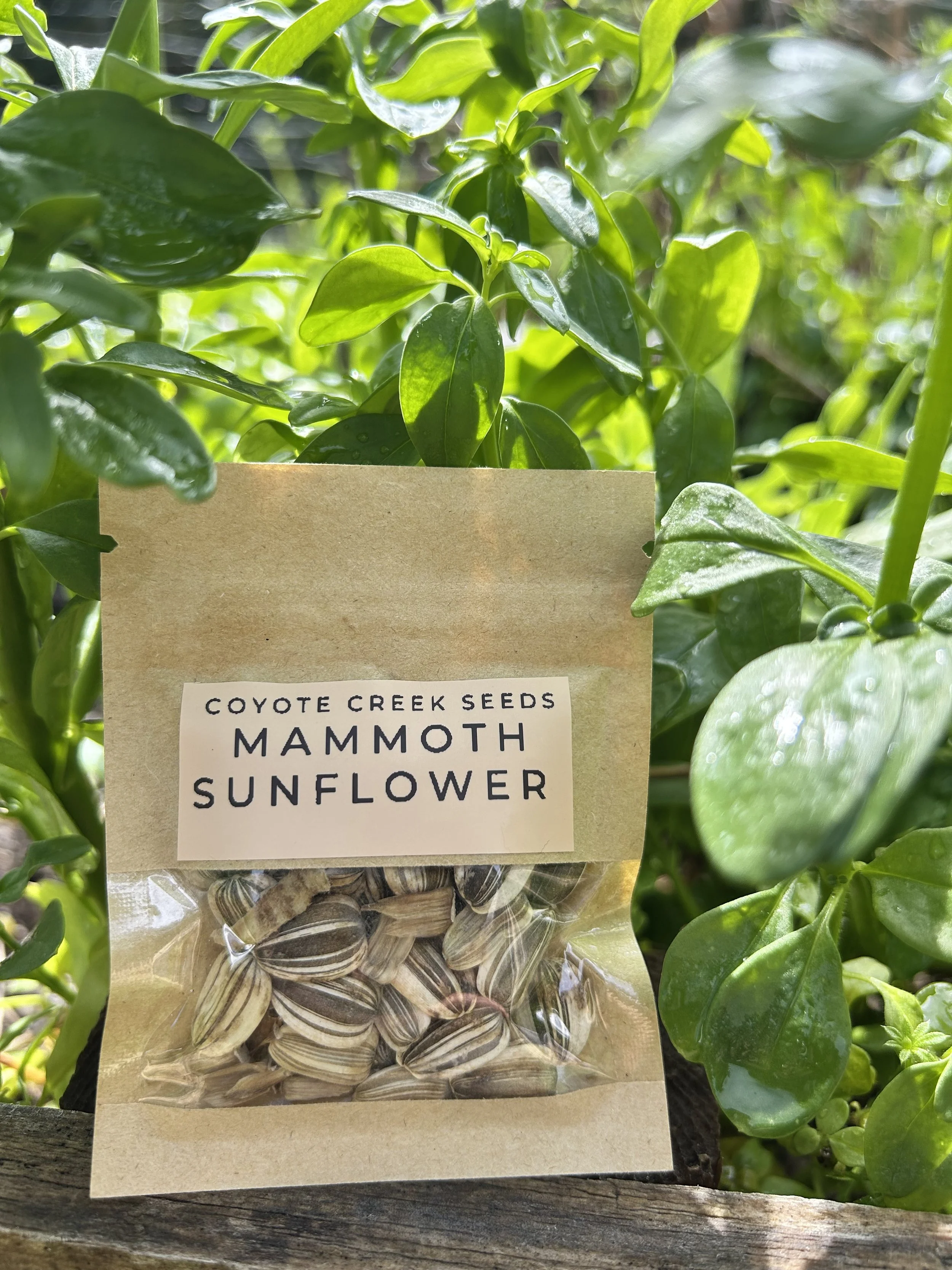 Mammoth Sunflower
