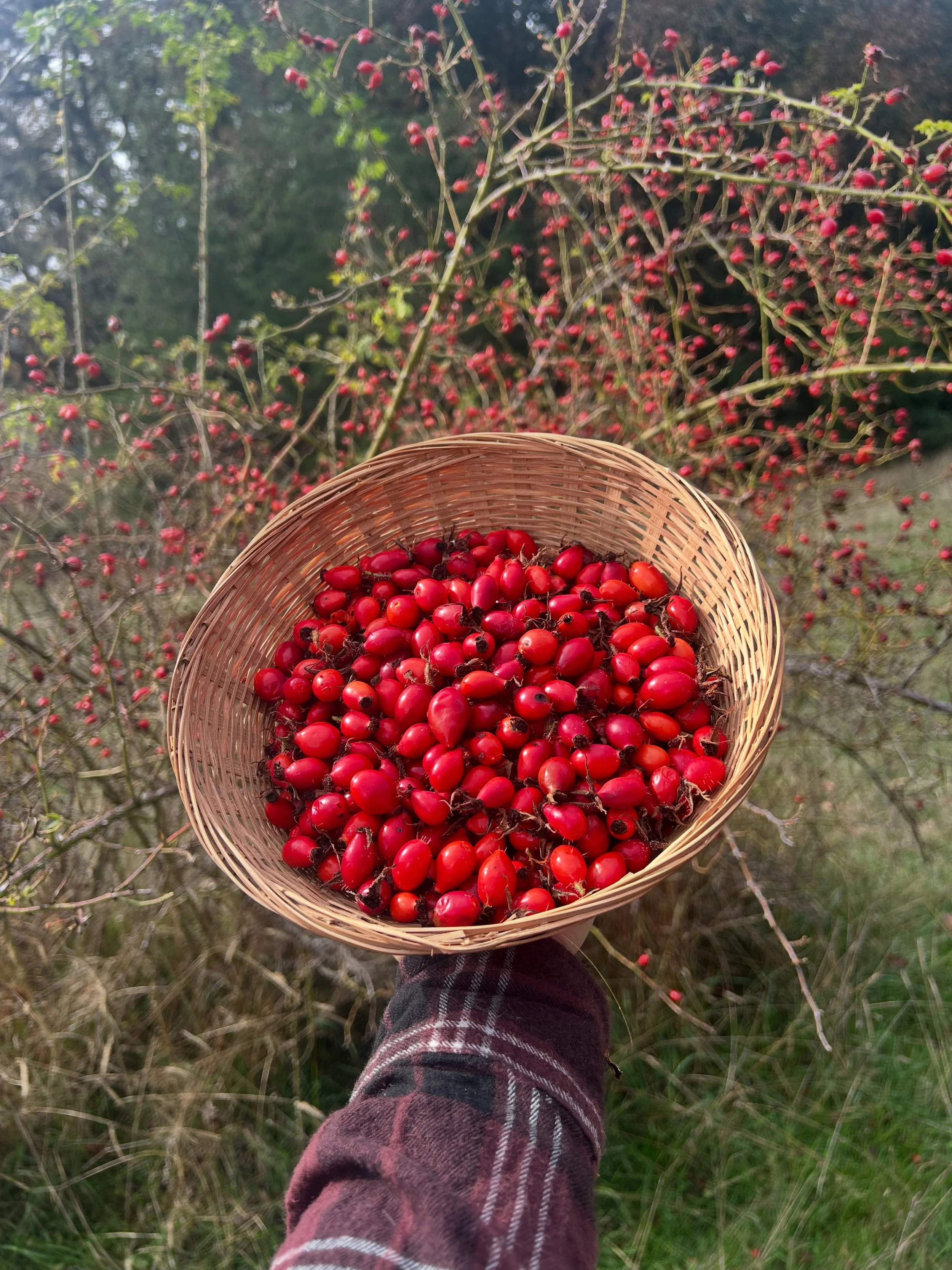Person holding a woven basket filled with rosehips outdoors, with a background of rose bushes and trees.