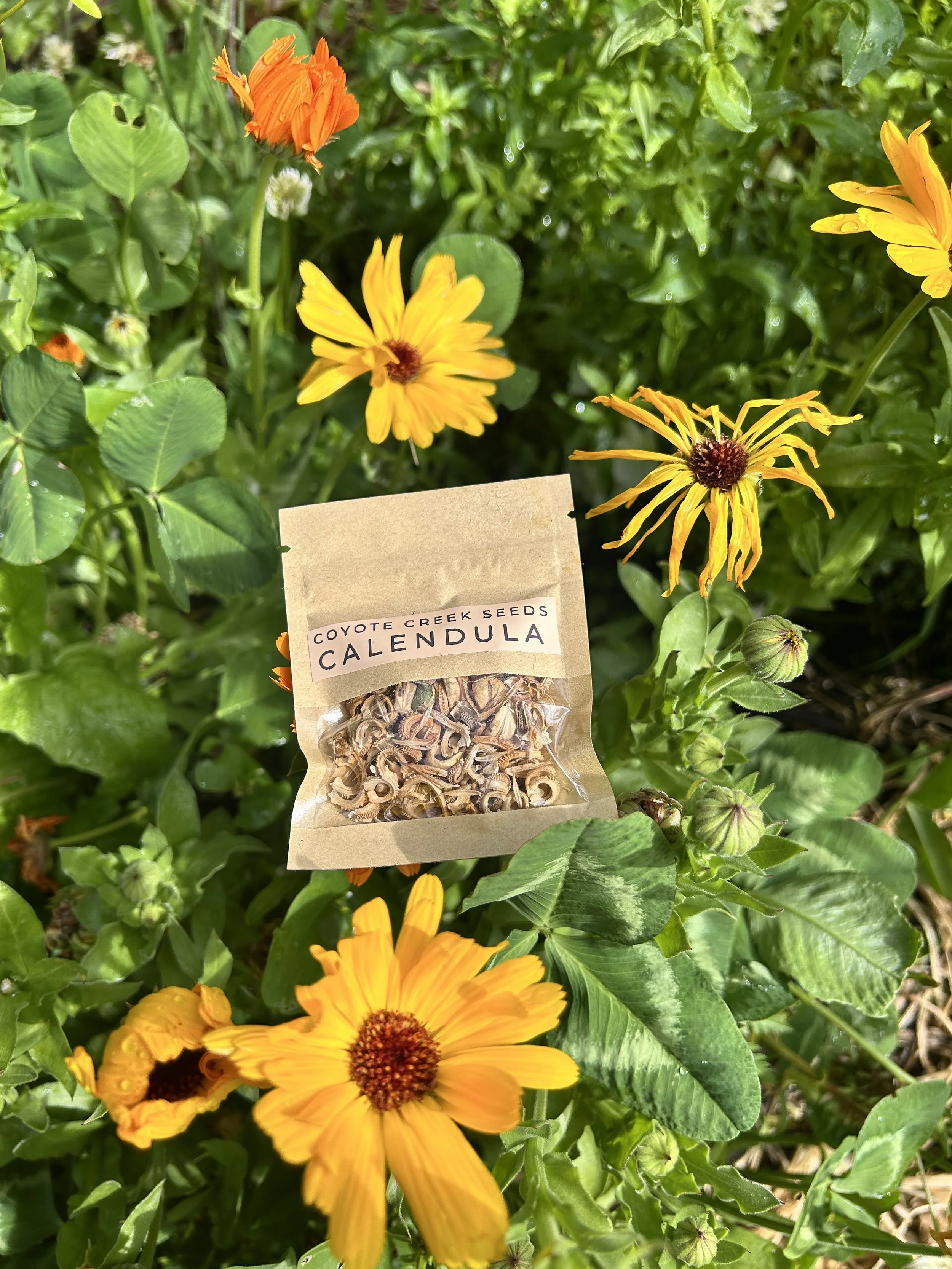Calendula Seeds