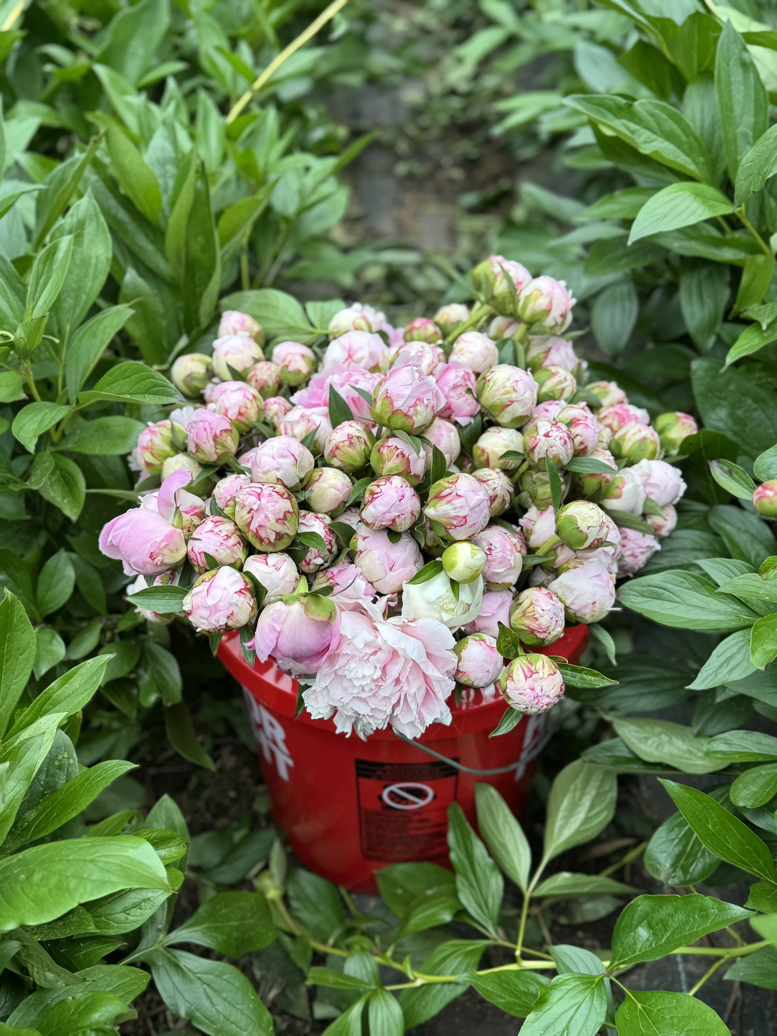 100 Stem Peony Bundle — Farm Fresh Blush & Pink Peonies 🌸