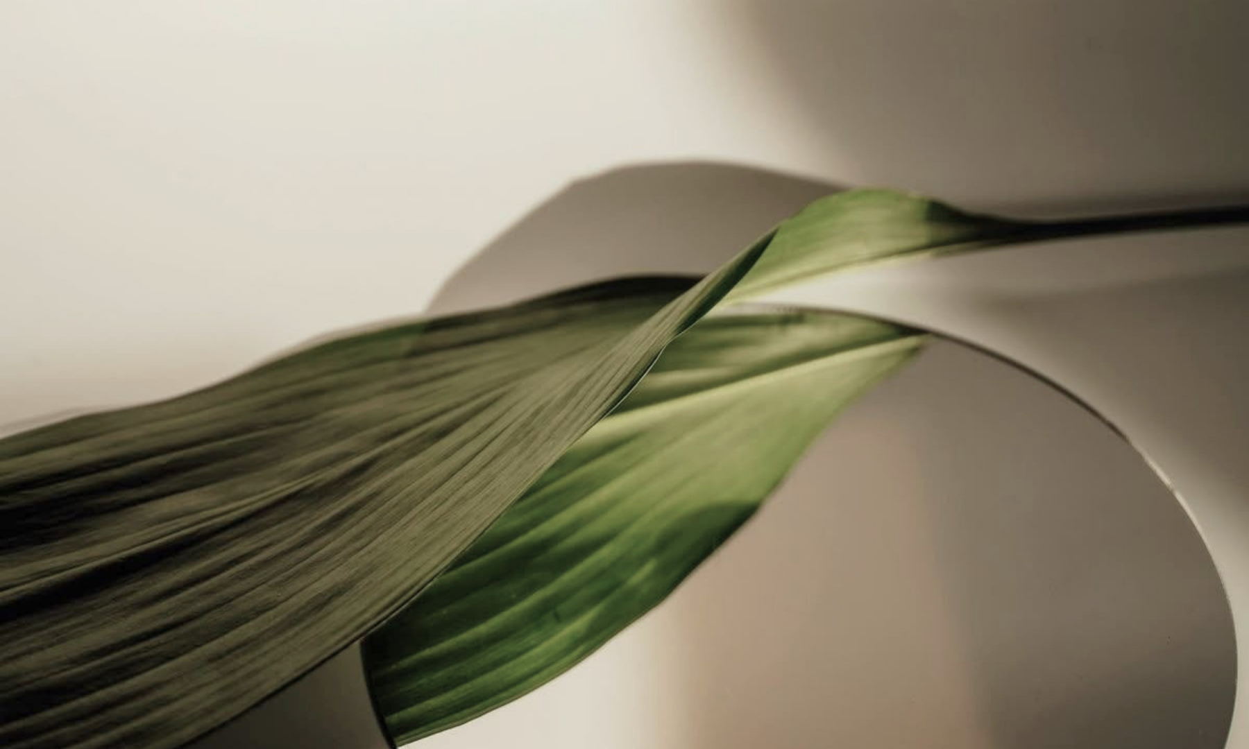 Close-up of a green plant leaf with a shadow cast on a white background.