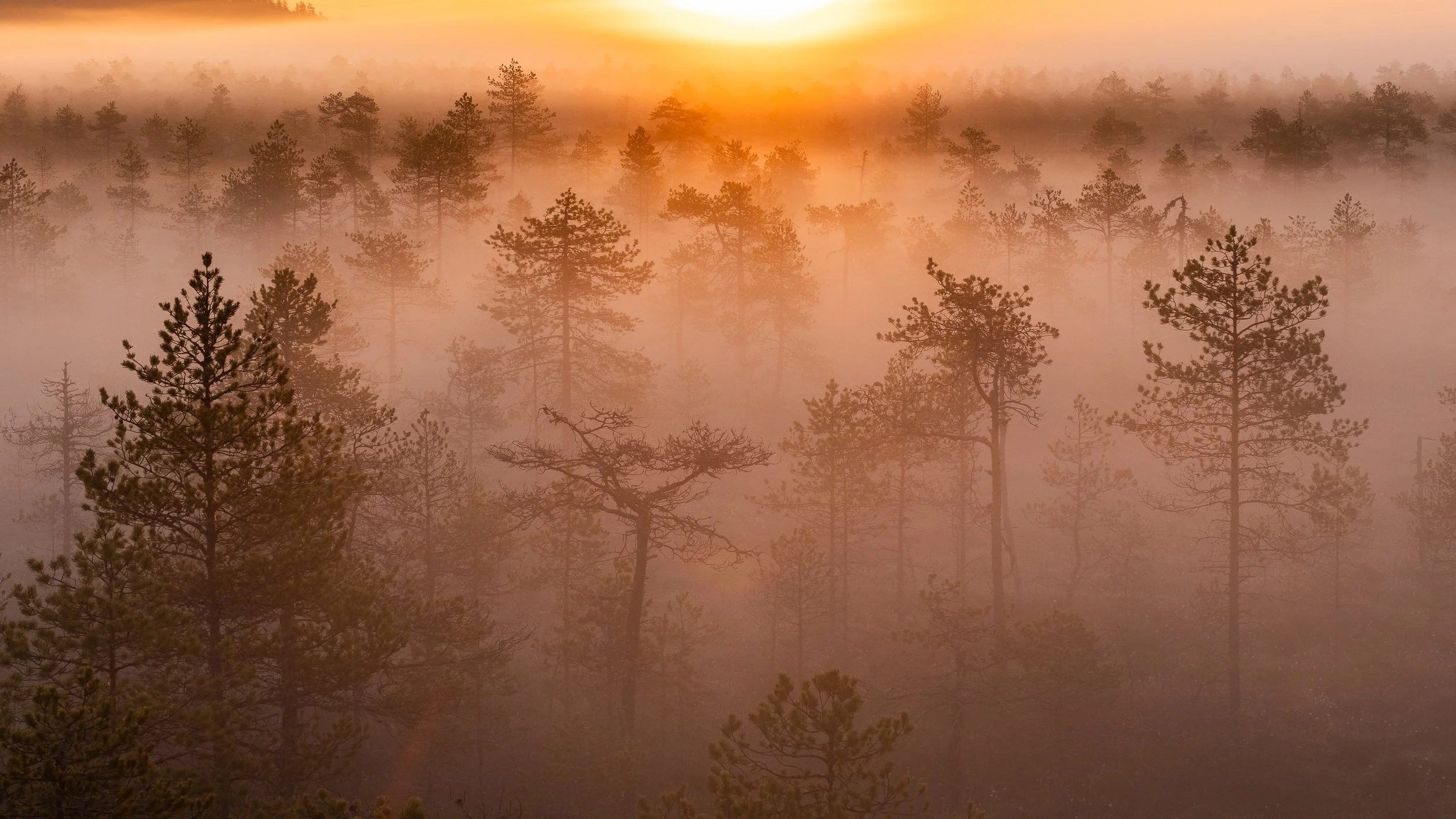 Sumuinen metsä ja auringon nousu taivaalla.