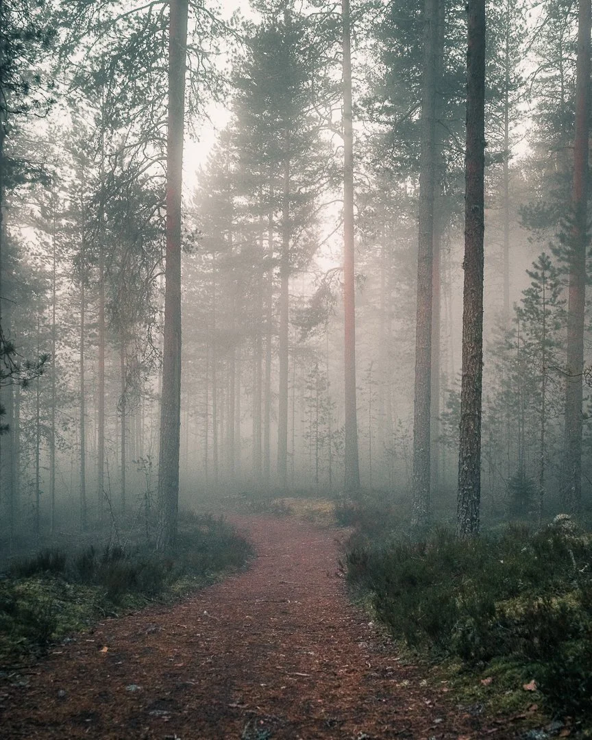 Sumuinen polku metsässä, ympärillä korkeita puita ja tiheää kasvillisuutta, auringonvalo siivilöityy sumun läpi.