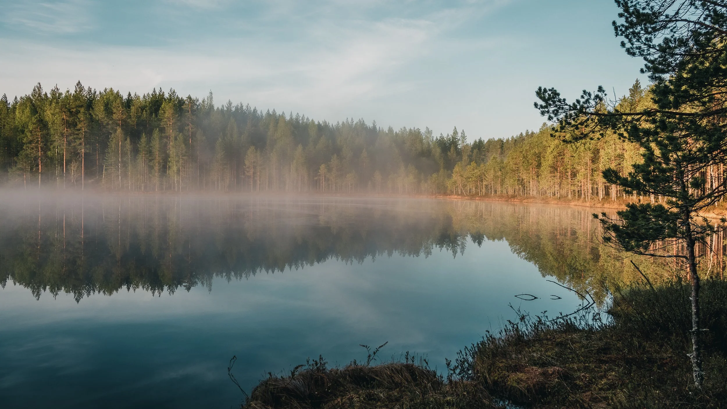 Hiljainen järvi ja tiheä metsäsumu aamusella, kuvassa näkyy järven pinta ja peilautuvat puut, osin näkyvät myös oksat rannalta