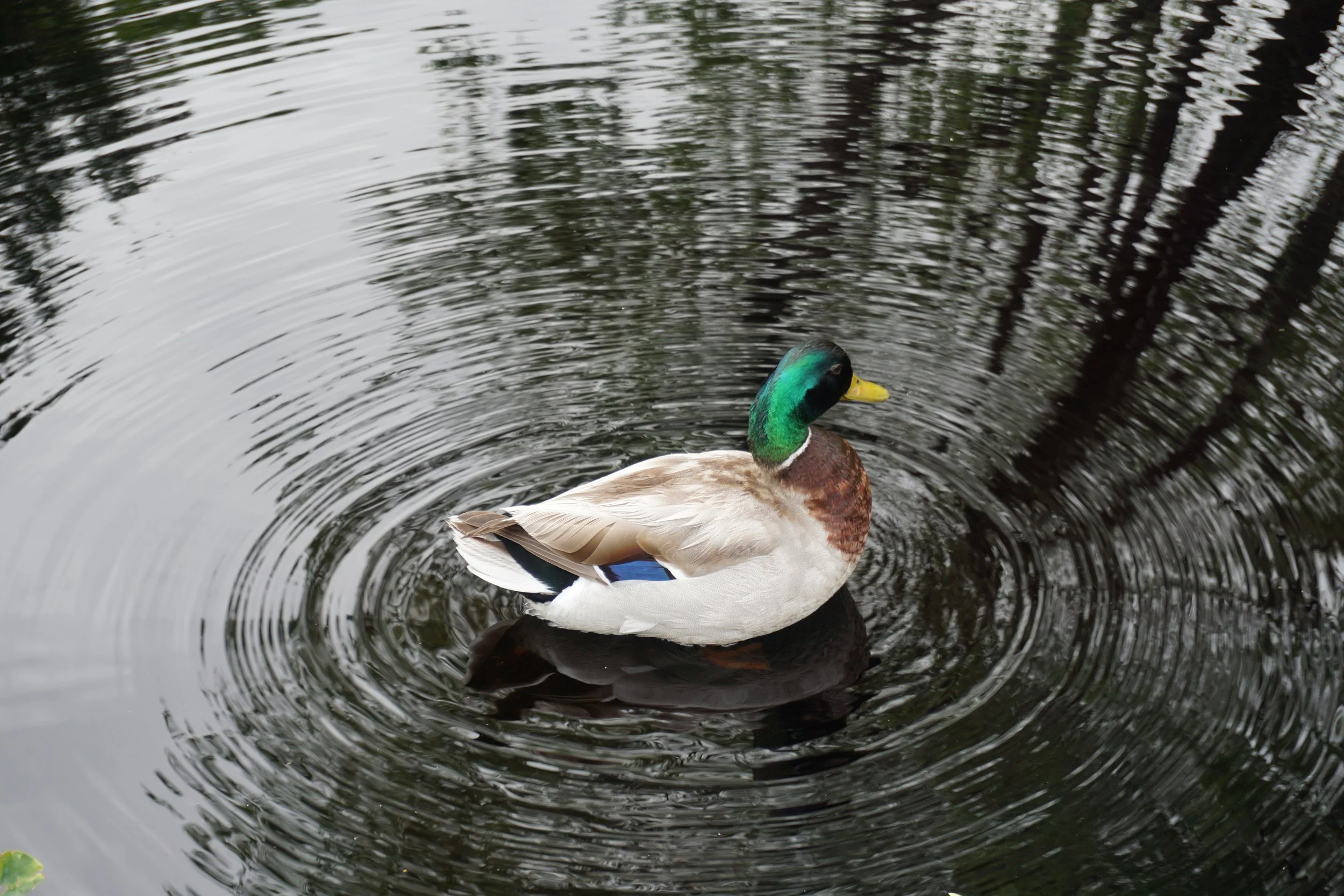 Denver Botanic Garden, 2023.06