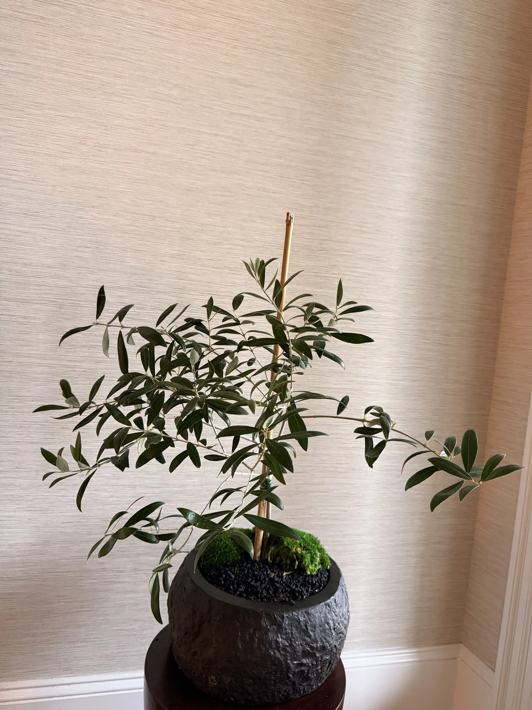 olivetreemosstexturedblackpotapexfloristv2.jpg